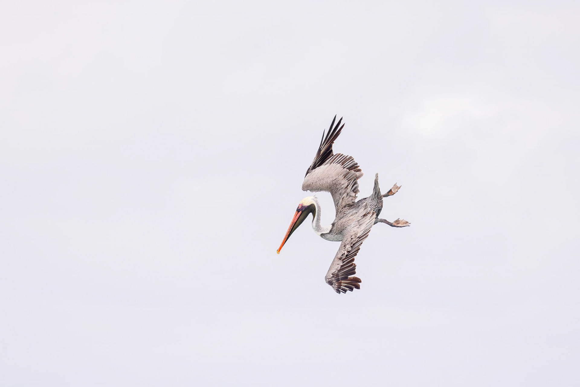 Brown Pelican