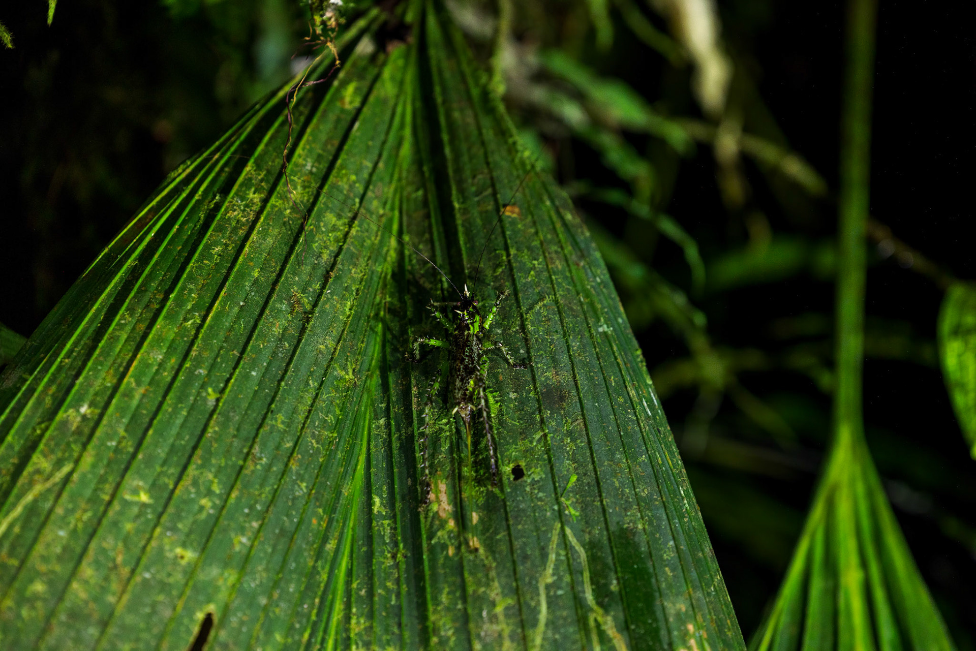 Spiny devil cricket