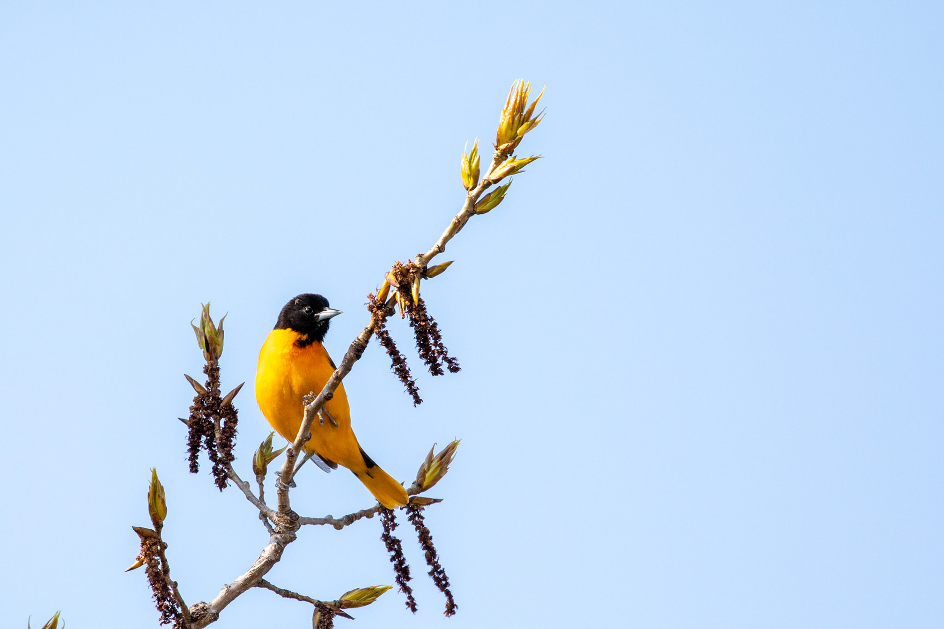 Baltimore Oriole (M)