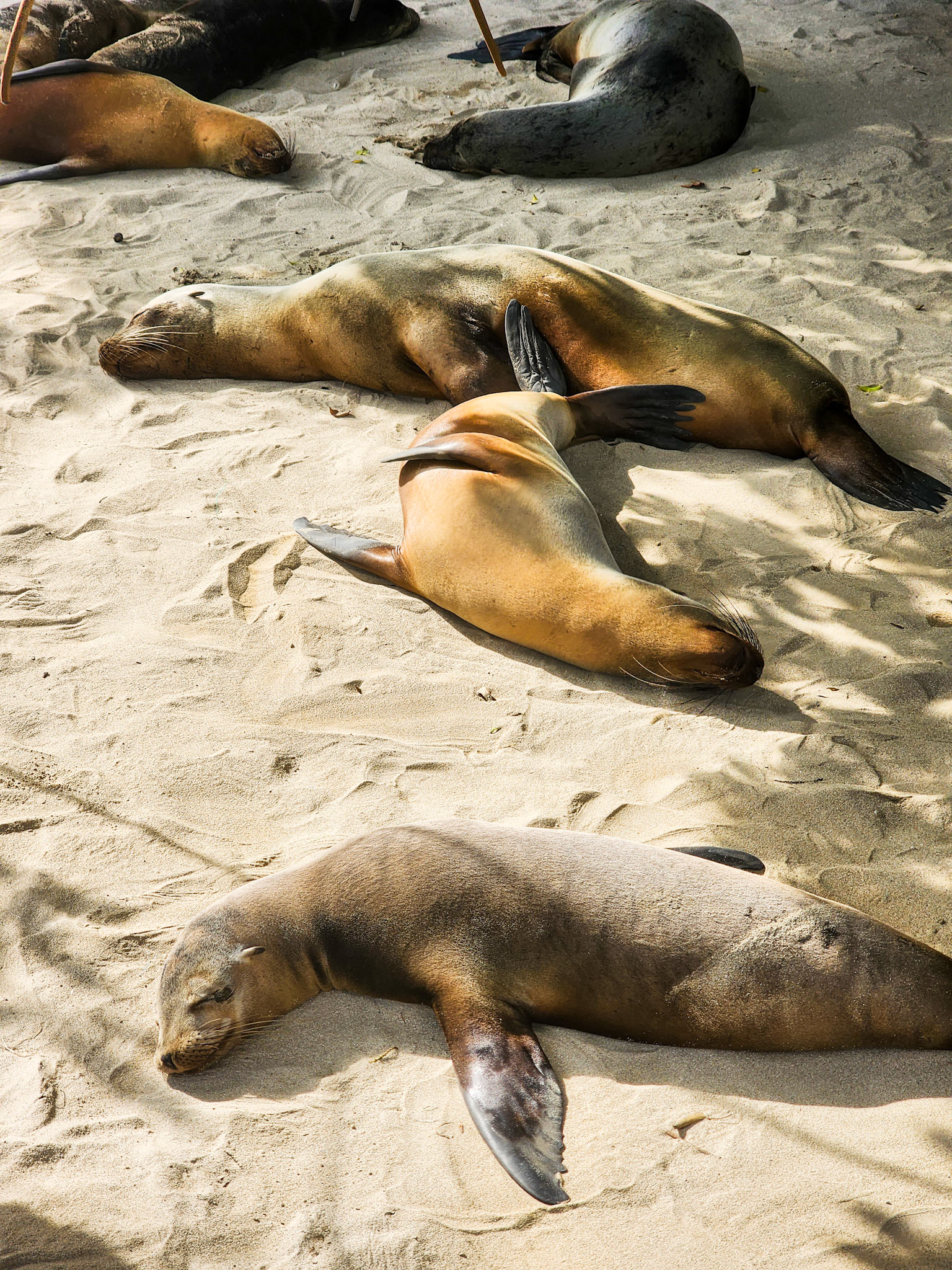 Sea Lions