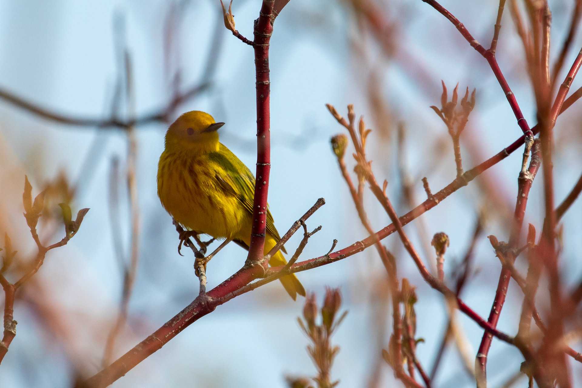 Yellow Warbler (M)