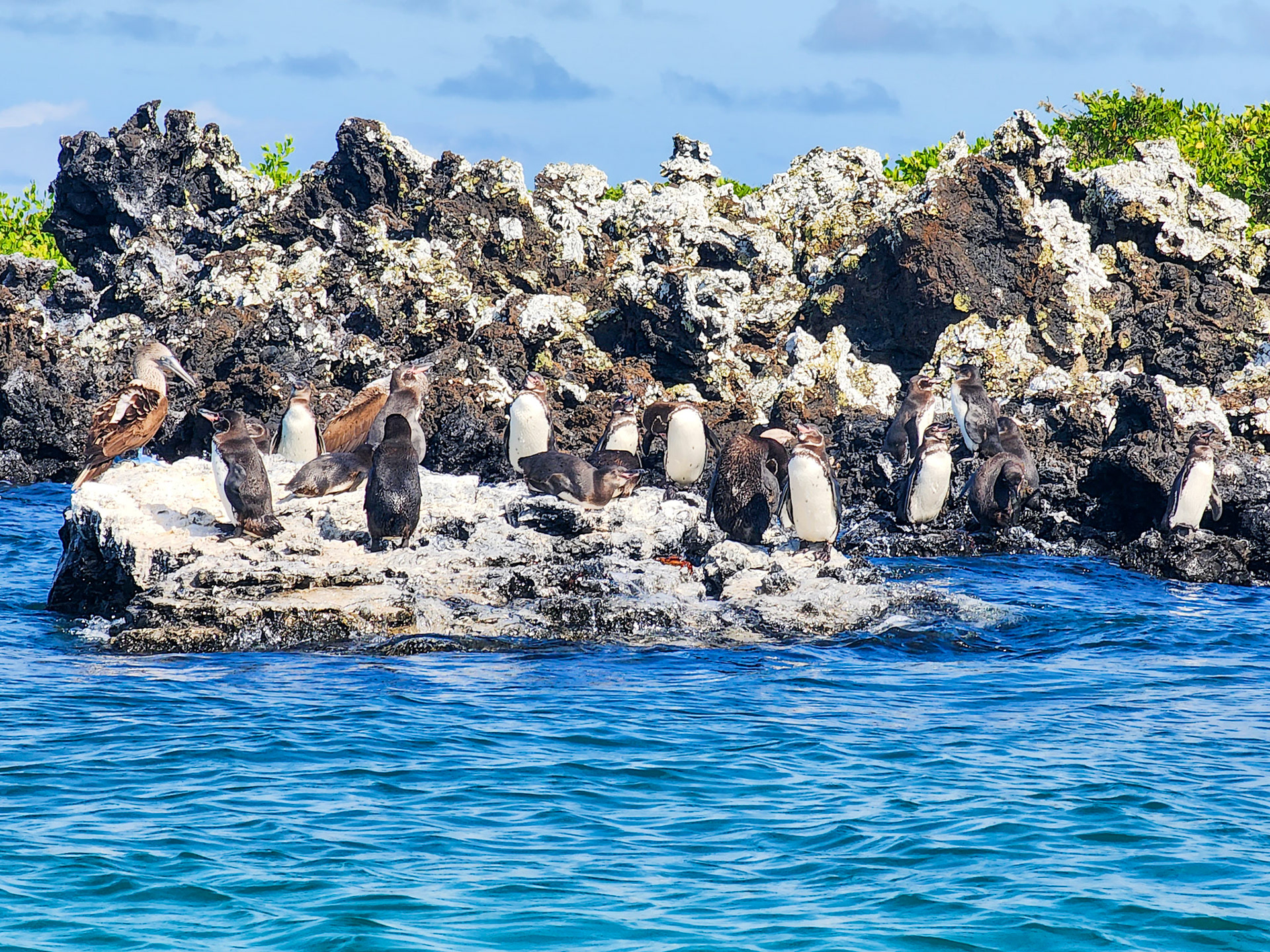 Galapagos Penguins