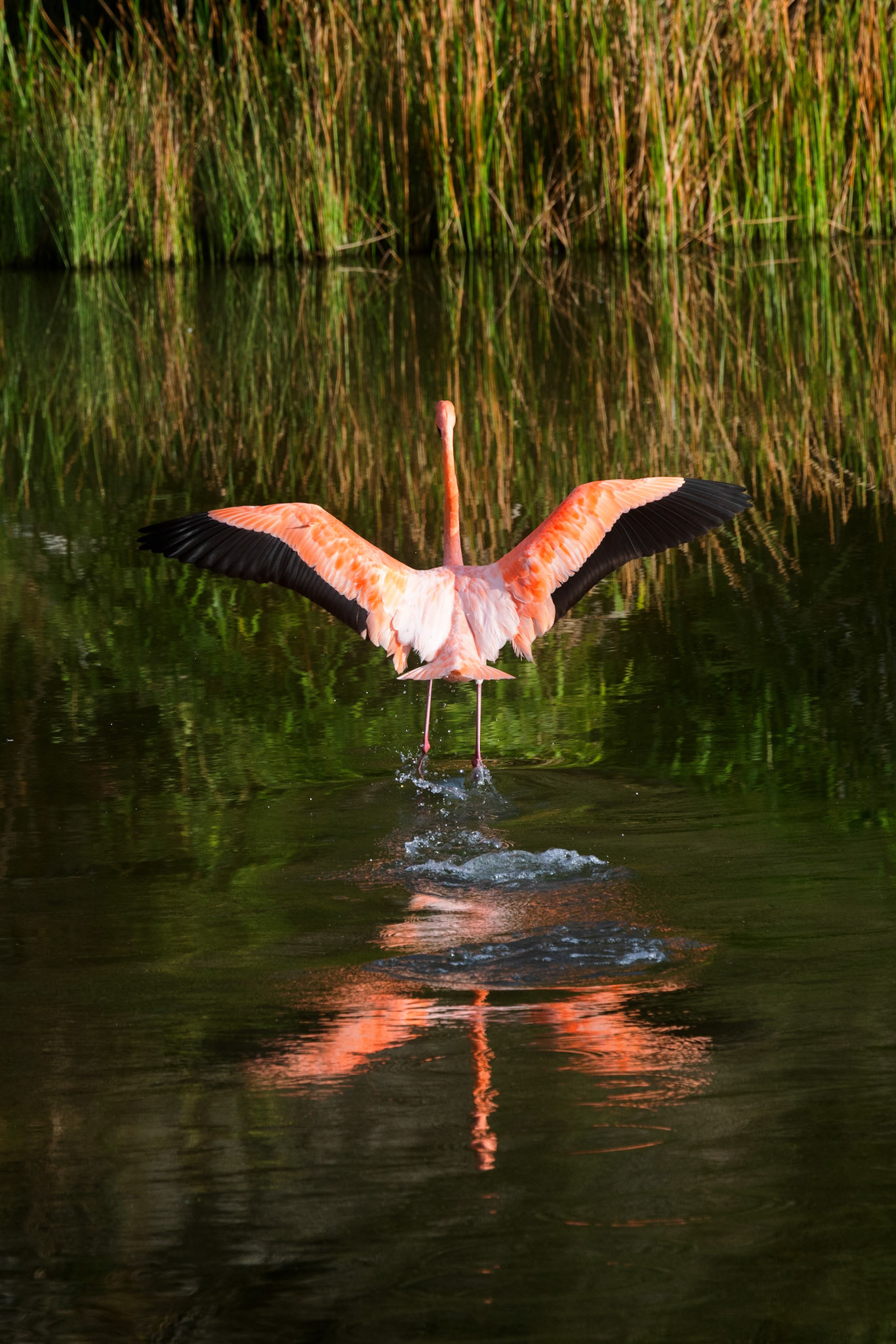 Flamingo