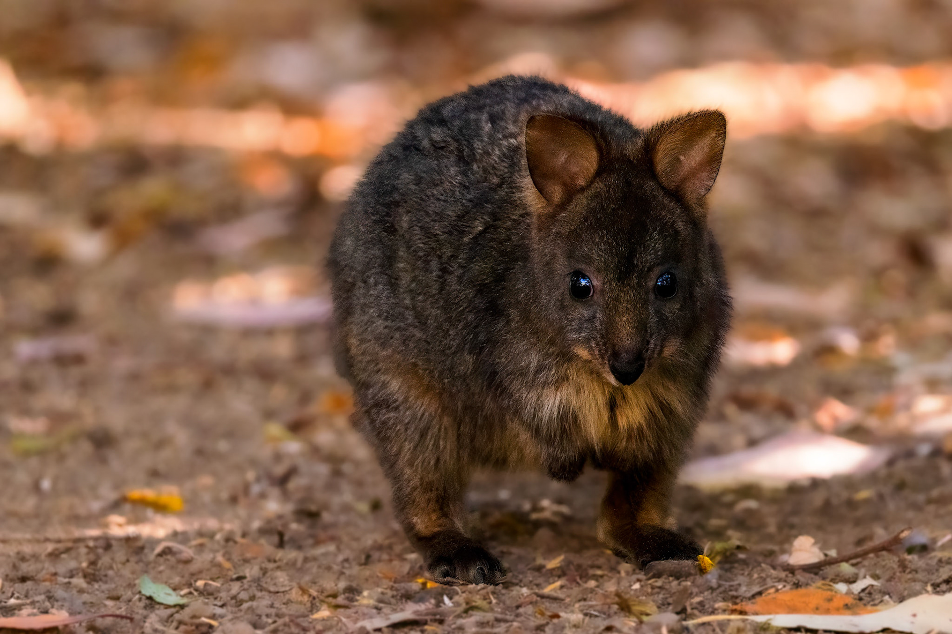 Pademelon