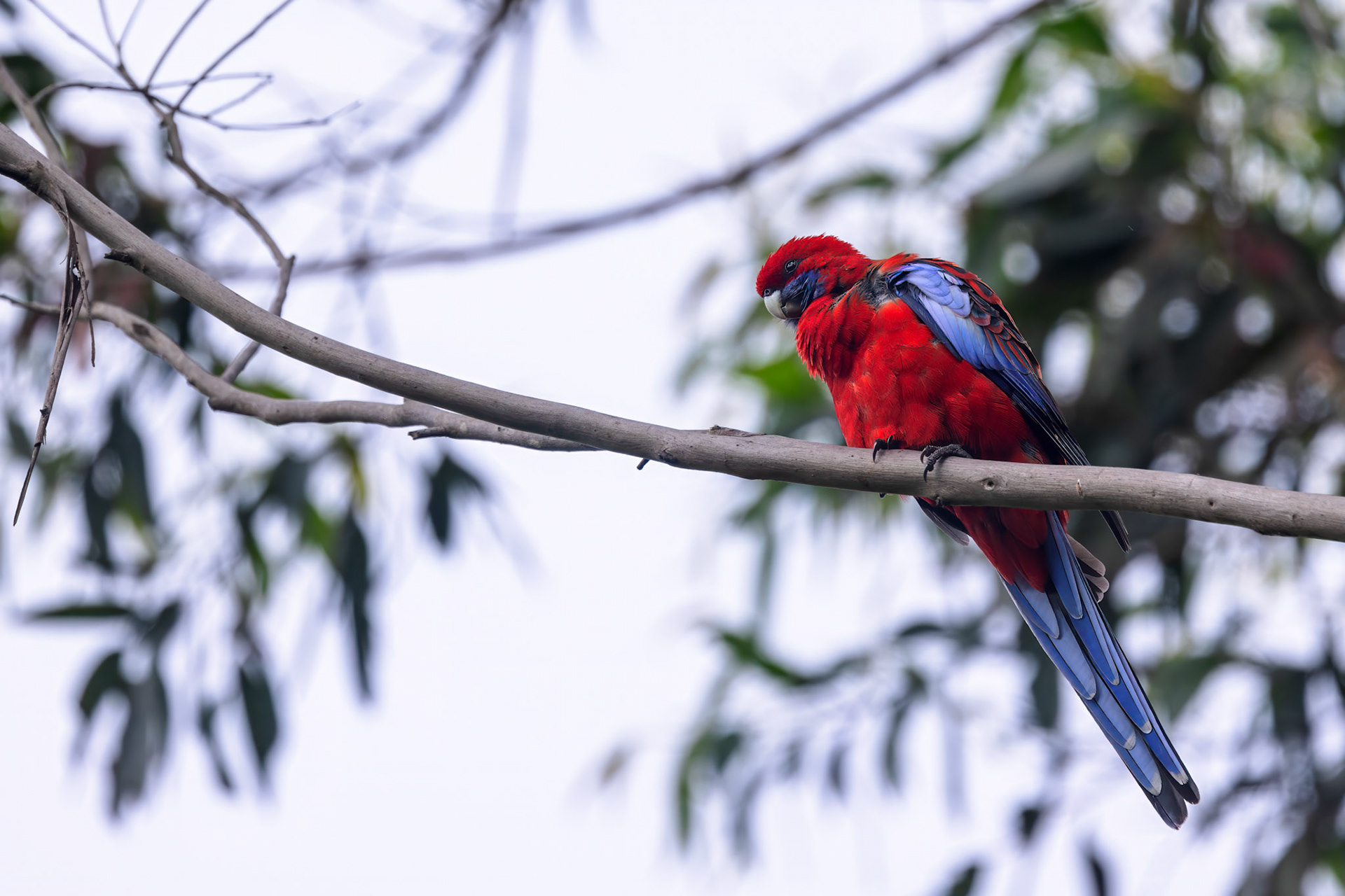Crimson Rosella