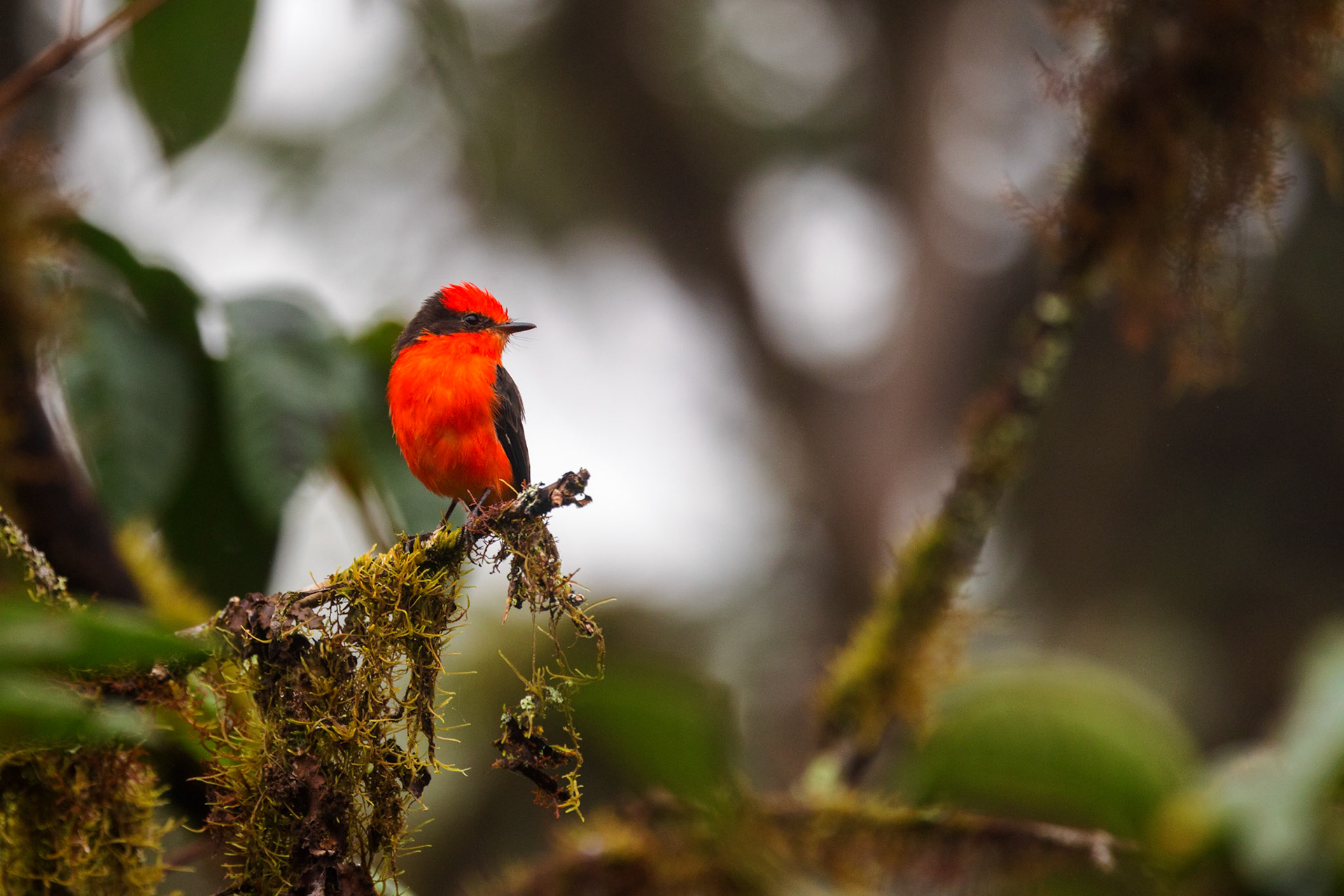 Vermilion flycatcher (M)