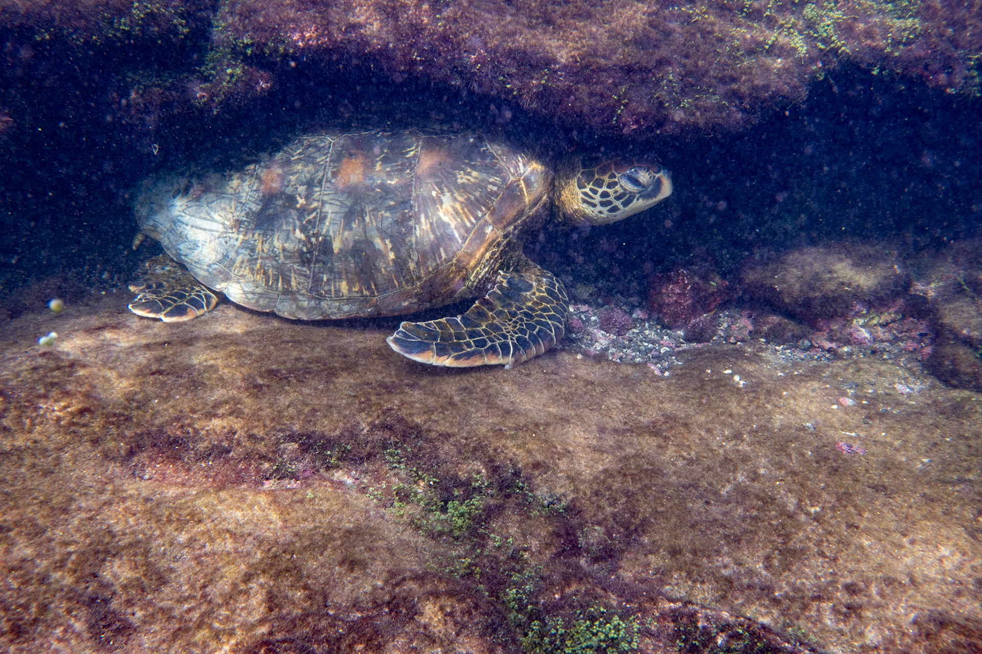 Green Sea Turtle