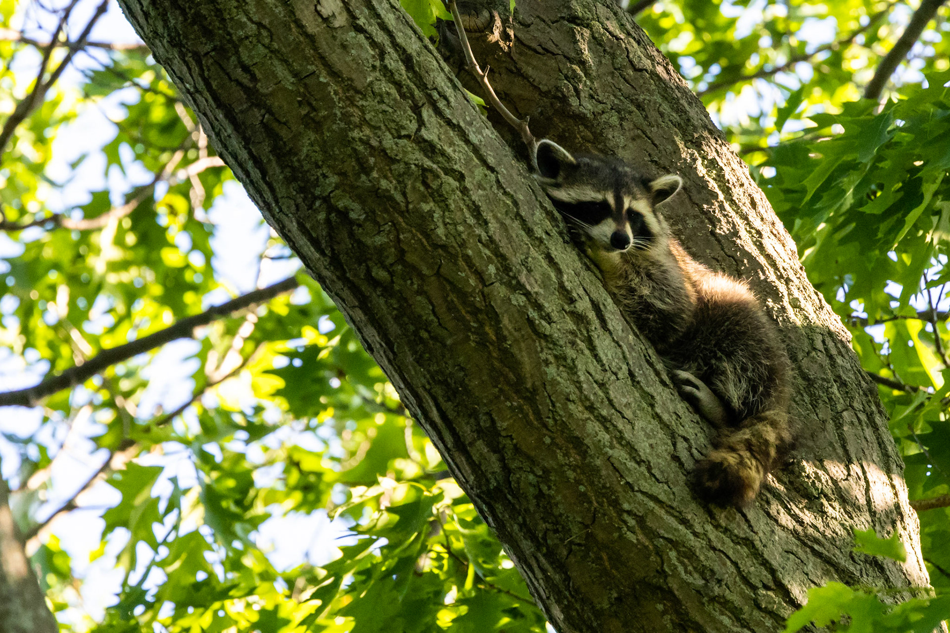 Sleepy raccoon in a tree in Kingston, ON