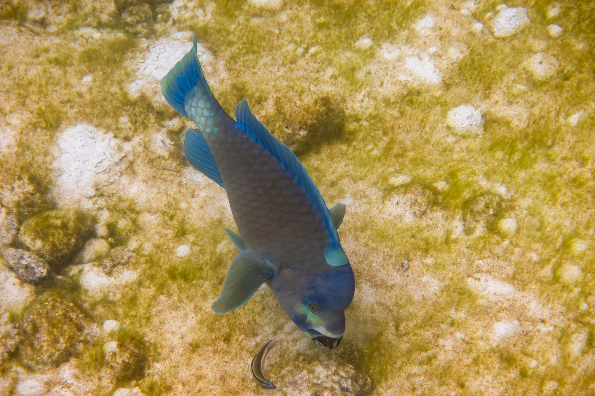 Bumphead Parrotfish