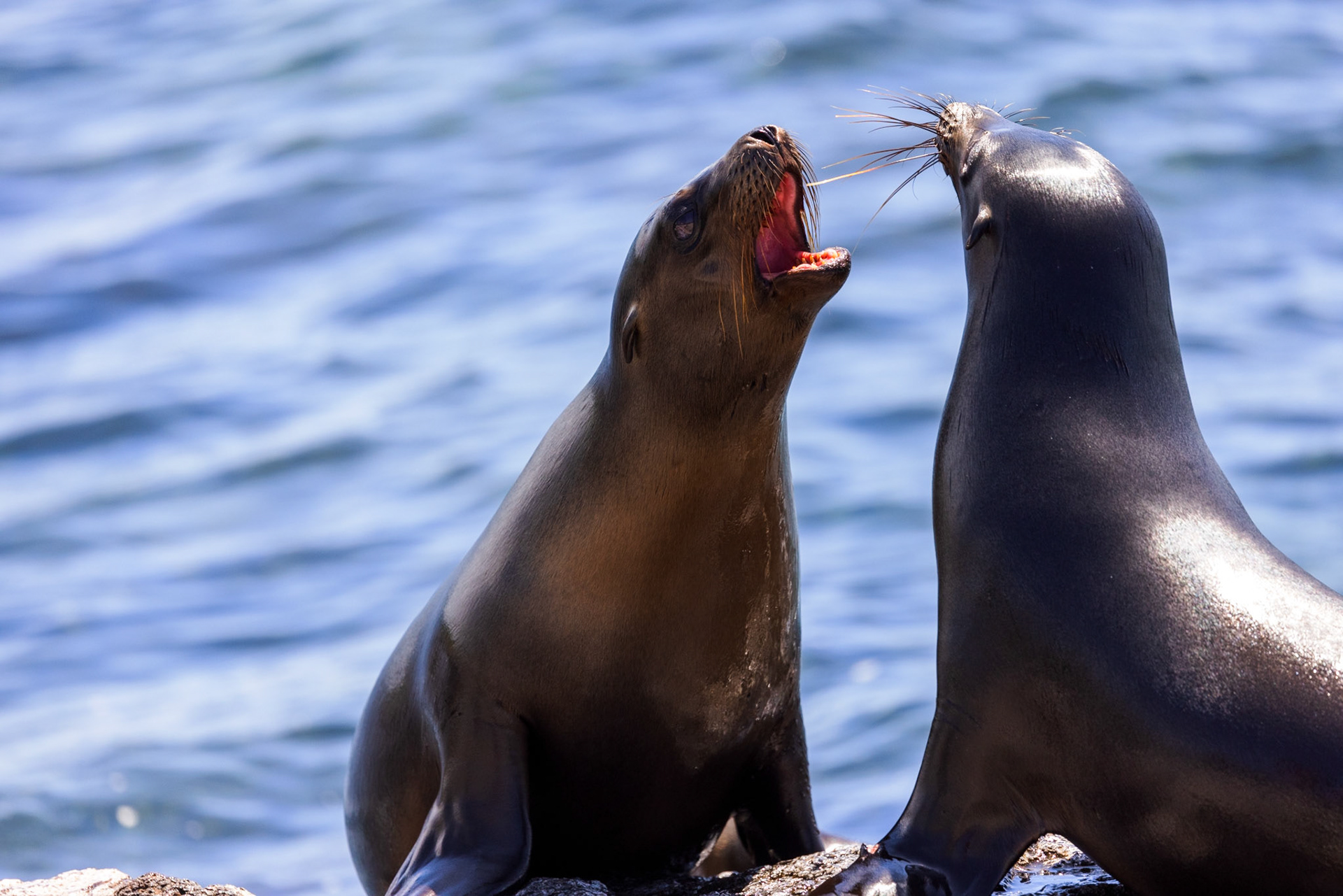 Sea Lions posturing