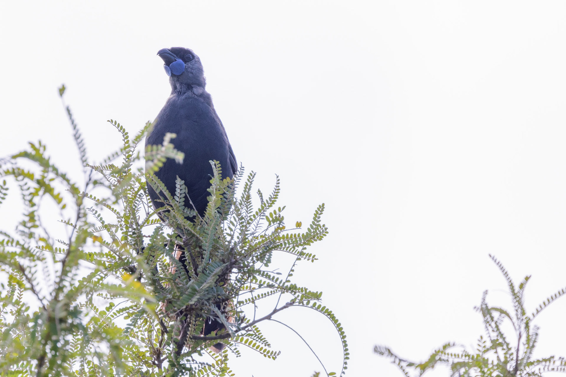 Kokako