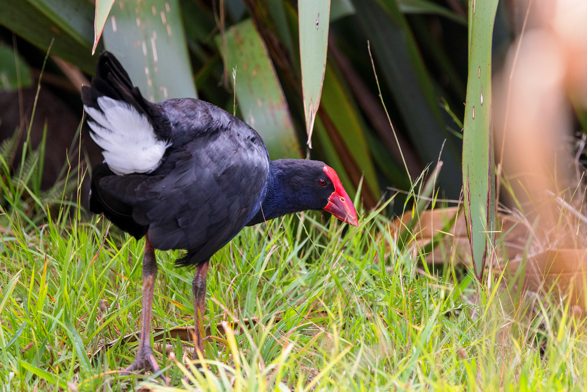 Australasian Swamphen