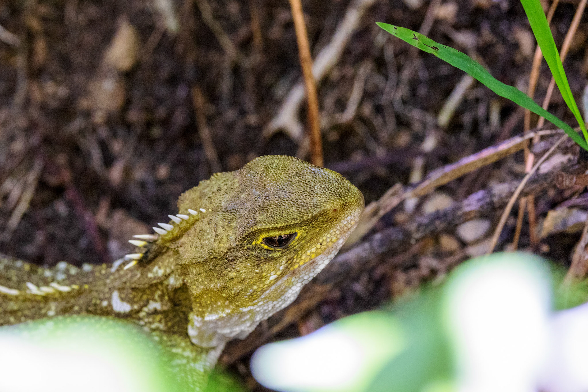 Tuatara