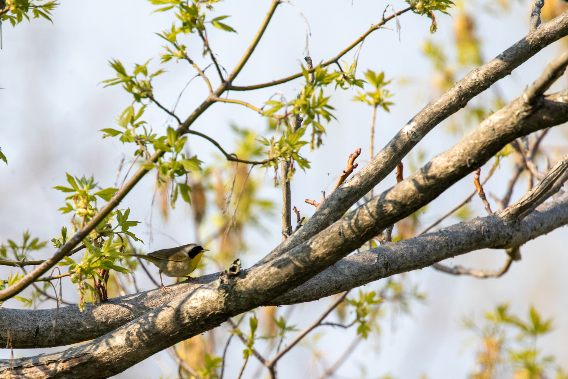 Common Yellowthroat Warbler (M)