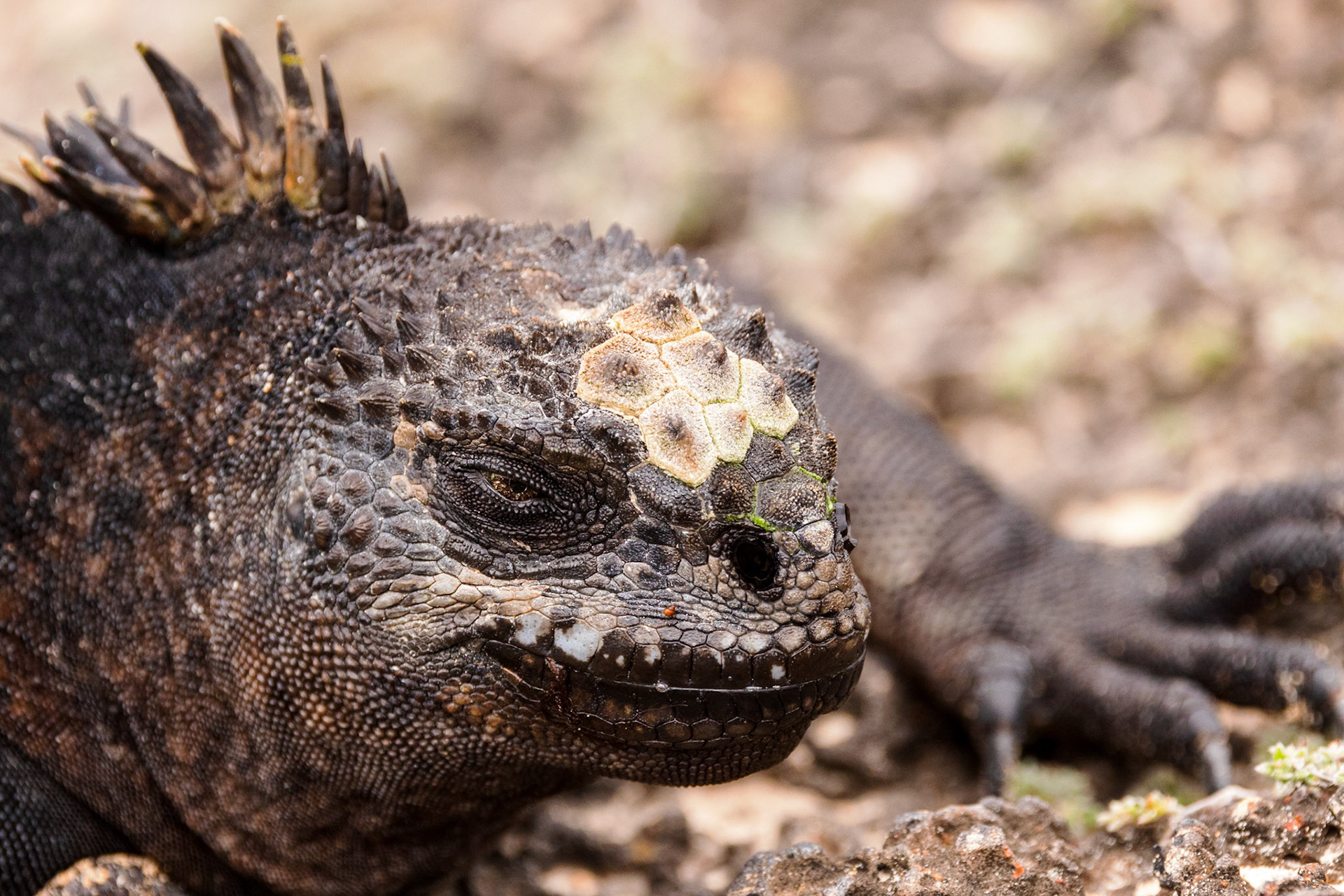 Marine Iguana
