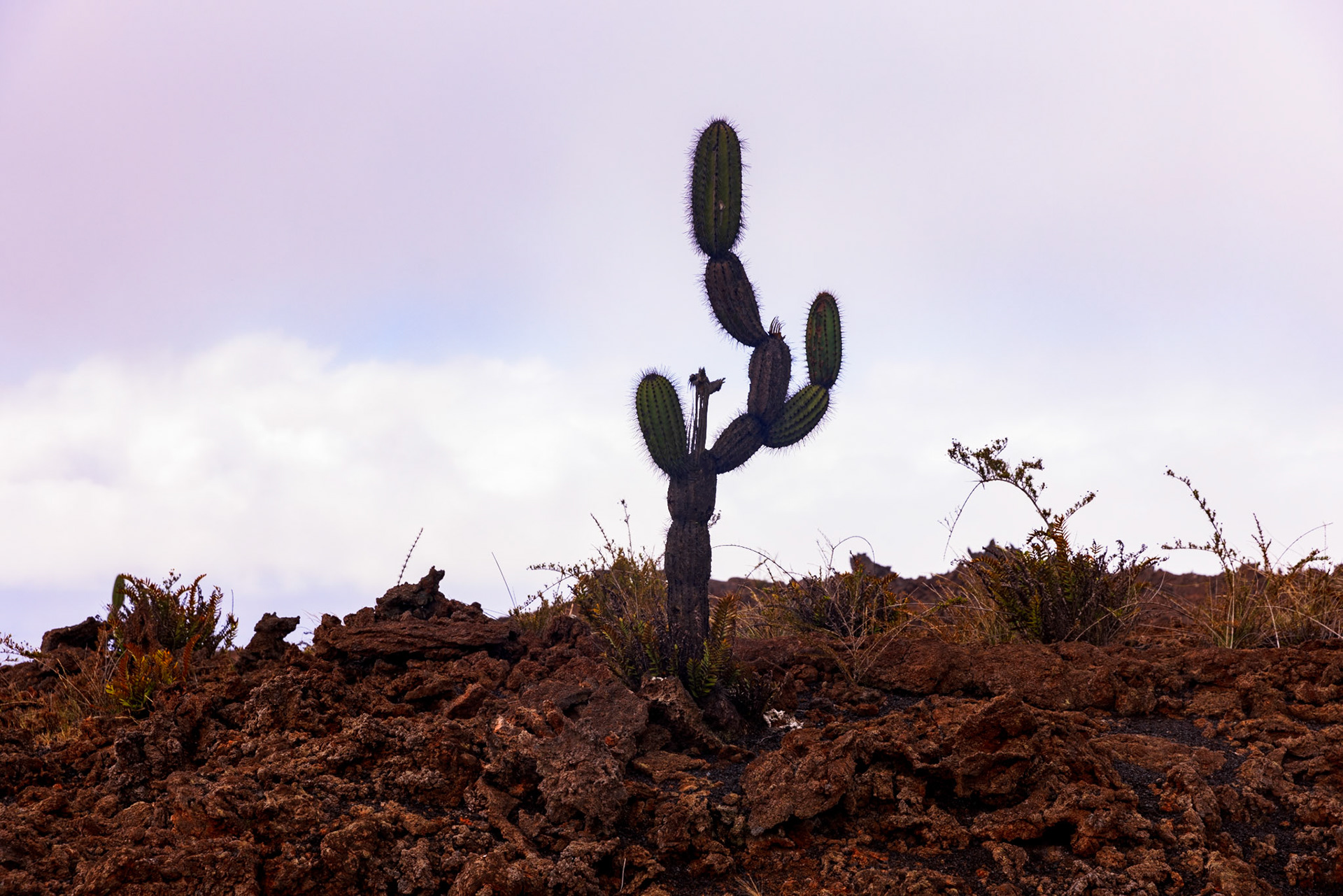 Candelabra Cactus