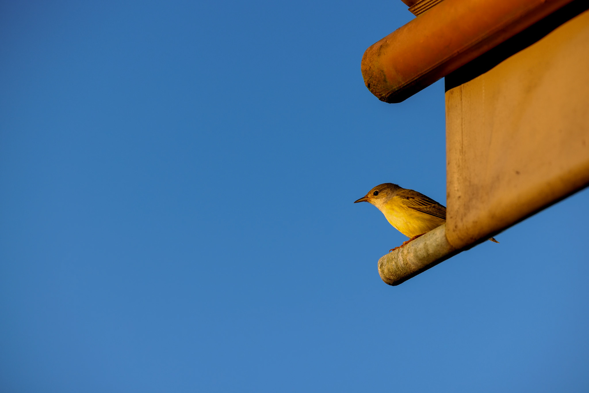 Galapagos Flycatcher