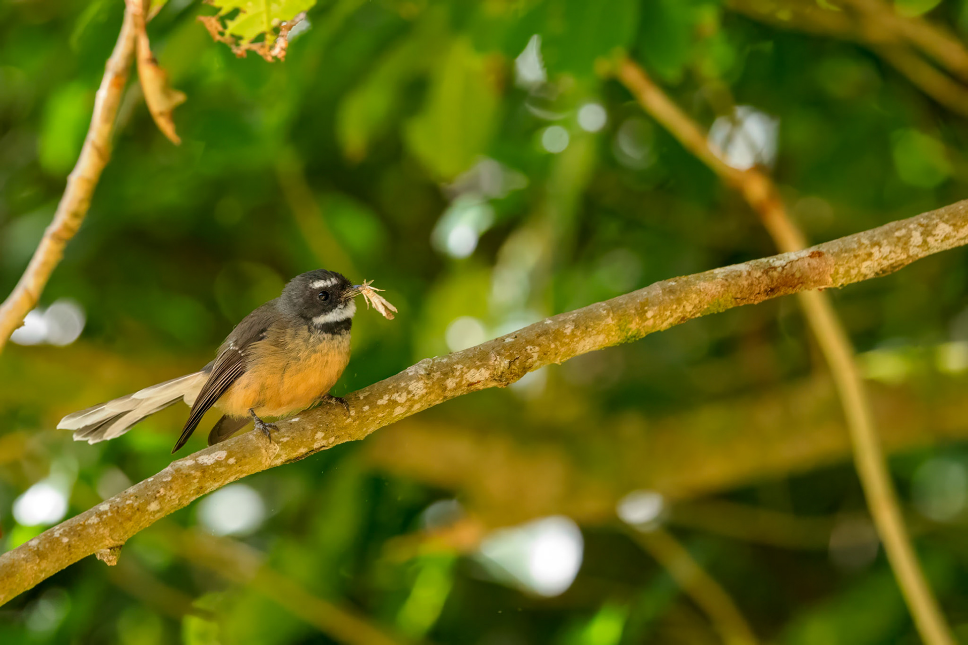 New Zealand Fantail