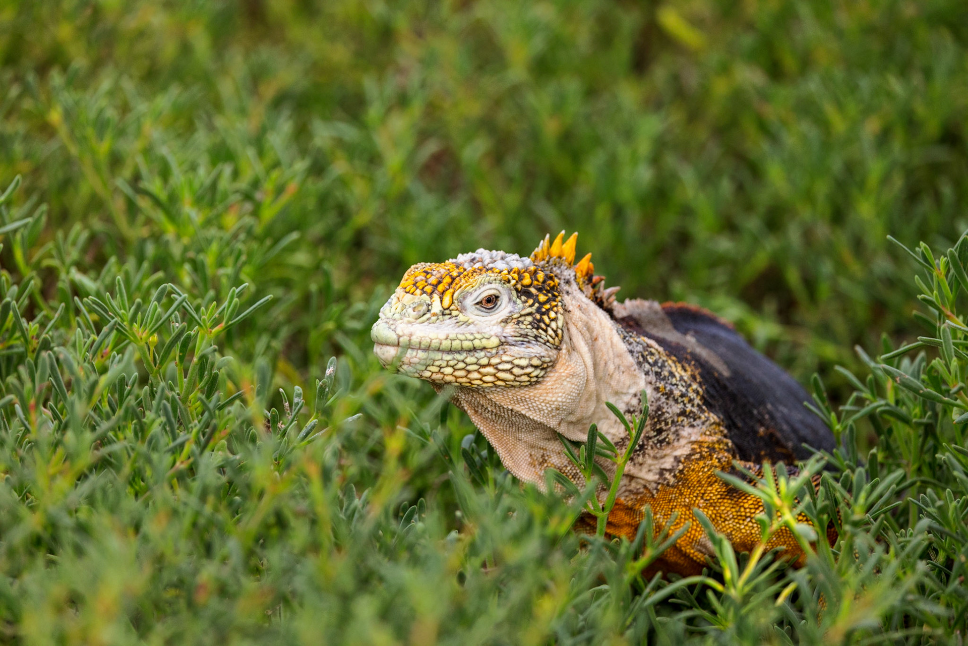 Land Iguana