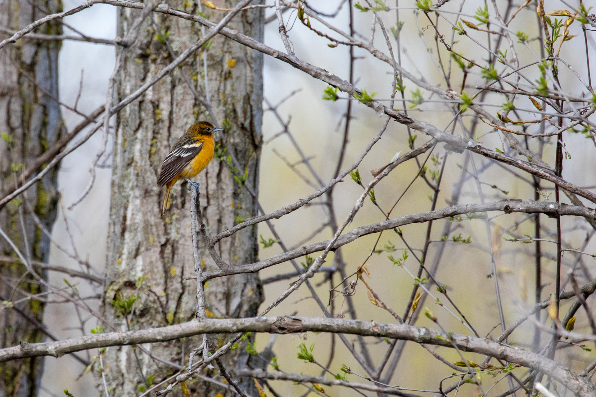 Baltimore Oriole (F)