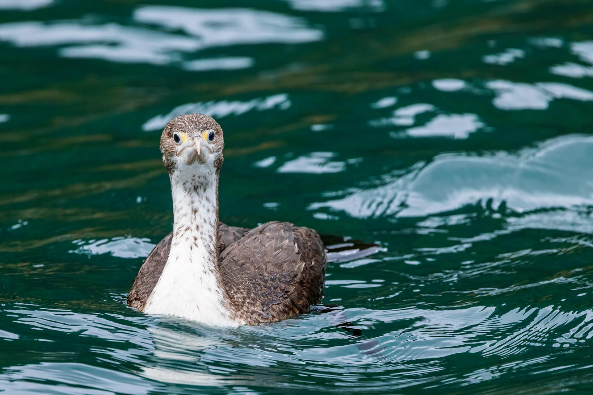 Pied Shag (Immature)