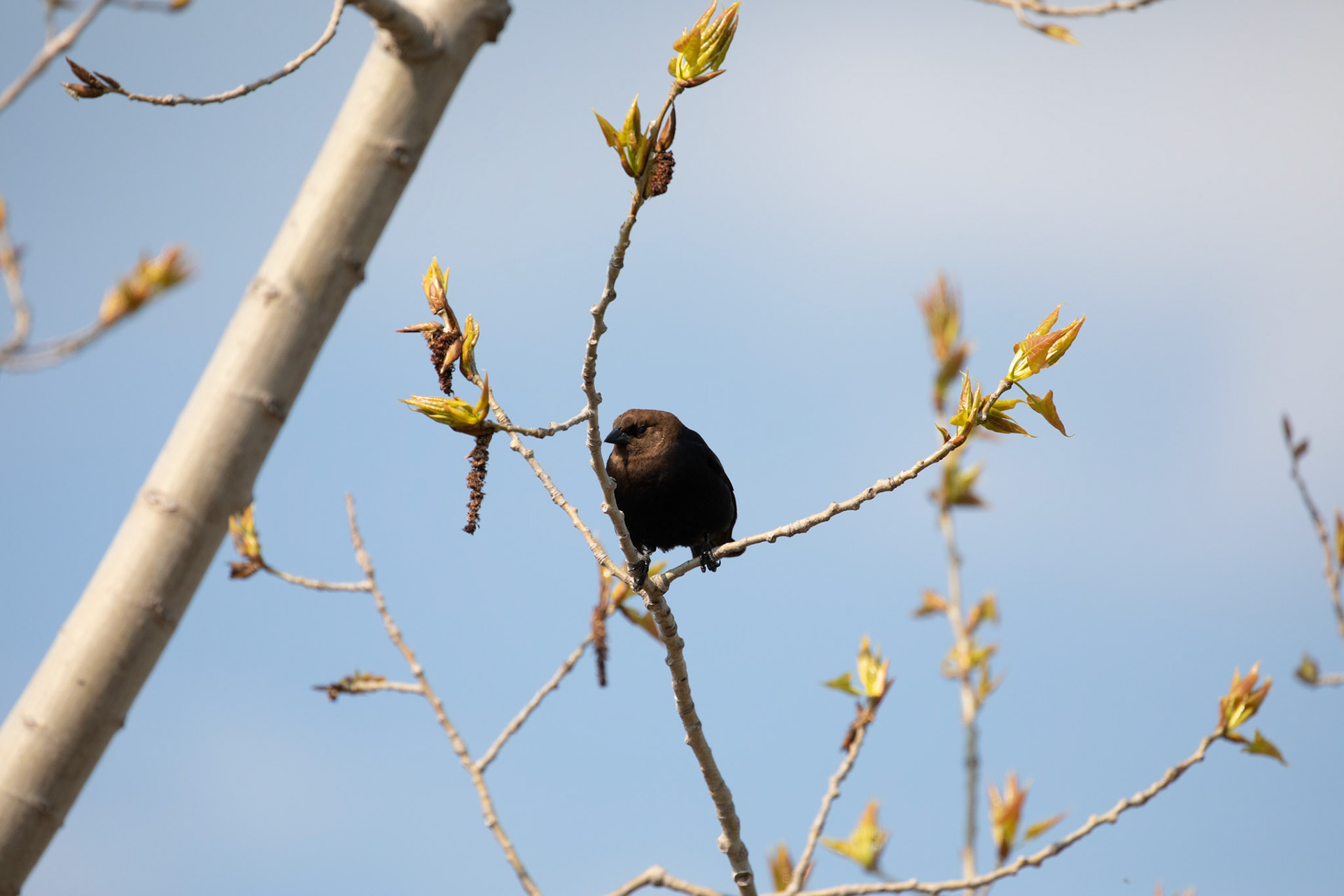 Brown-Headed Cowbird