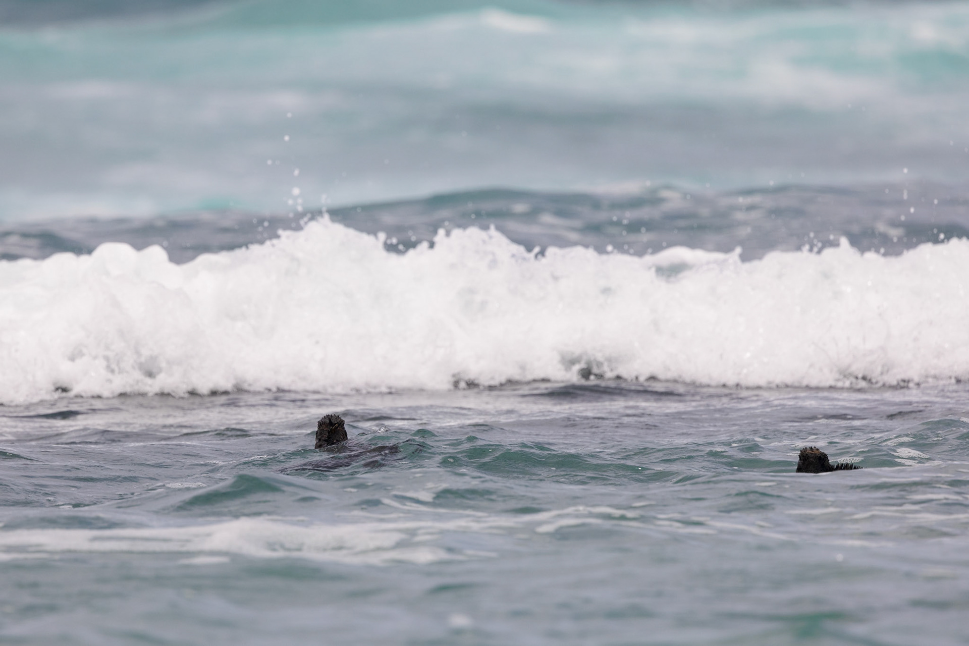 Marine Iguana