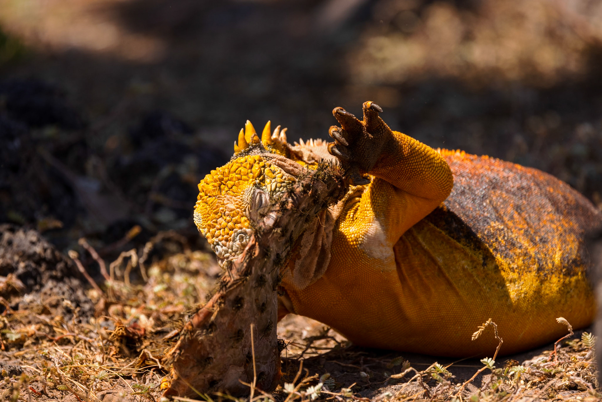 Land Iguana eating Prickly Pear Cactus