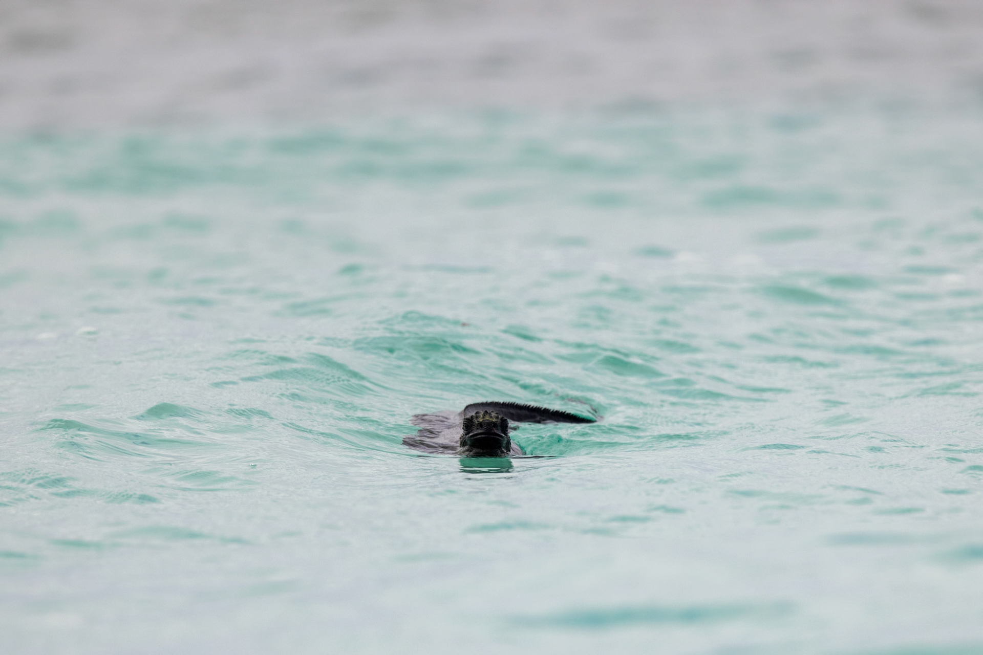 Marine Iguana