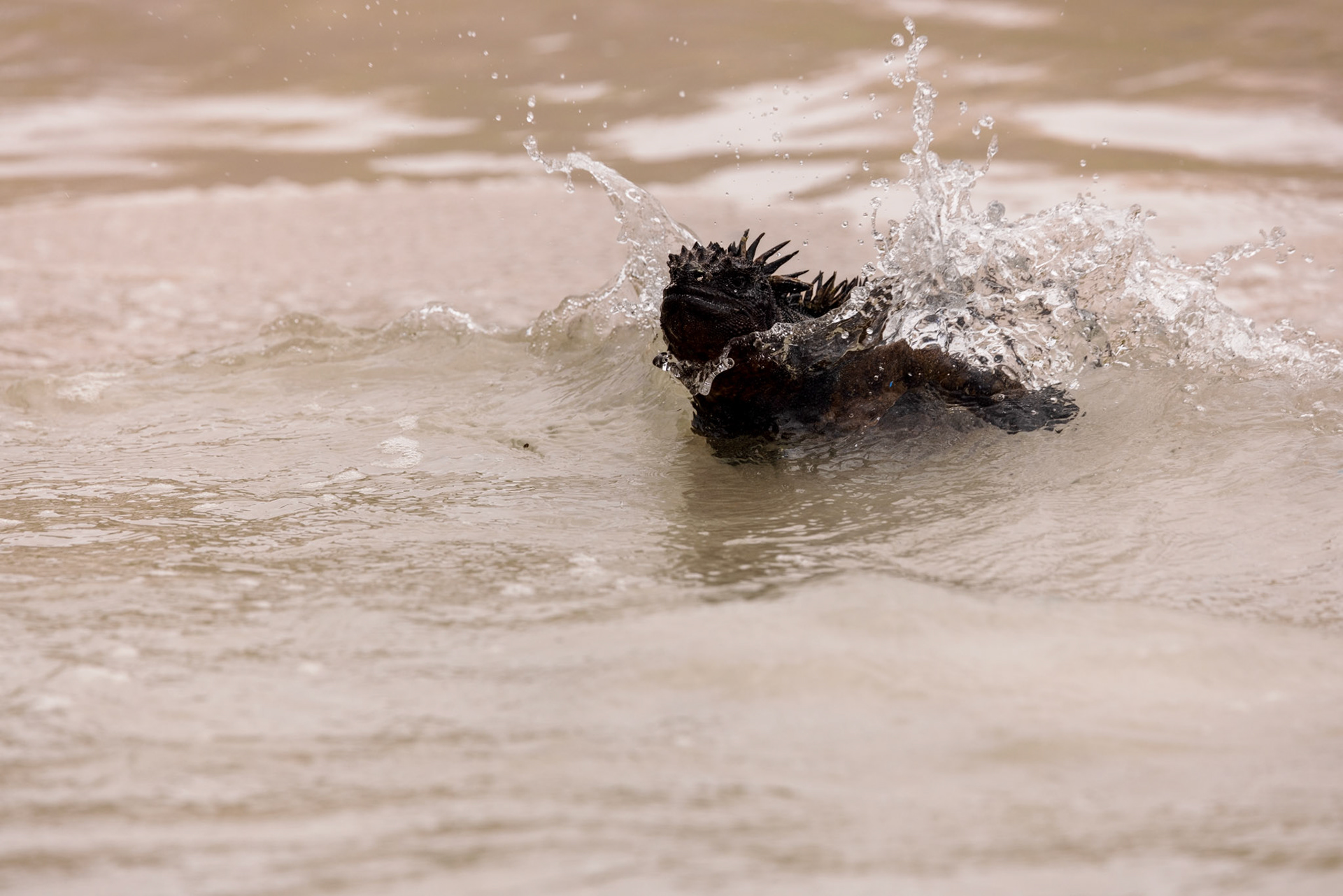 Marine Iguana