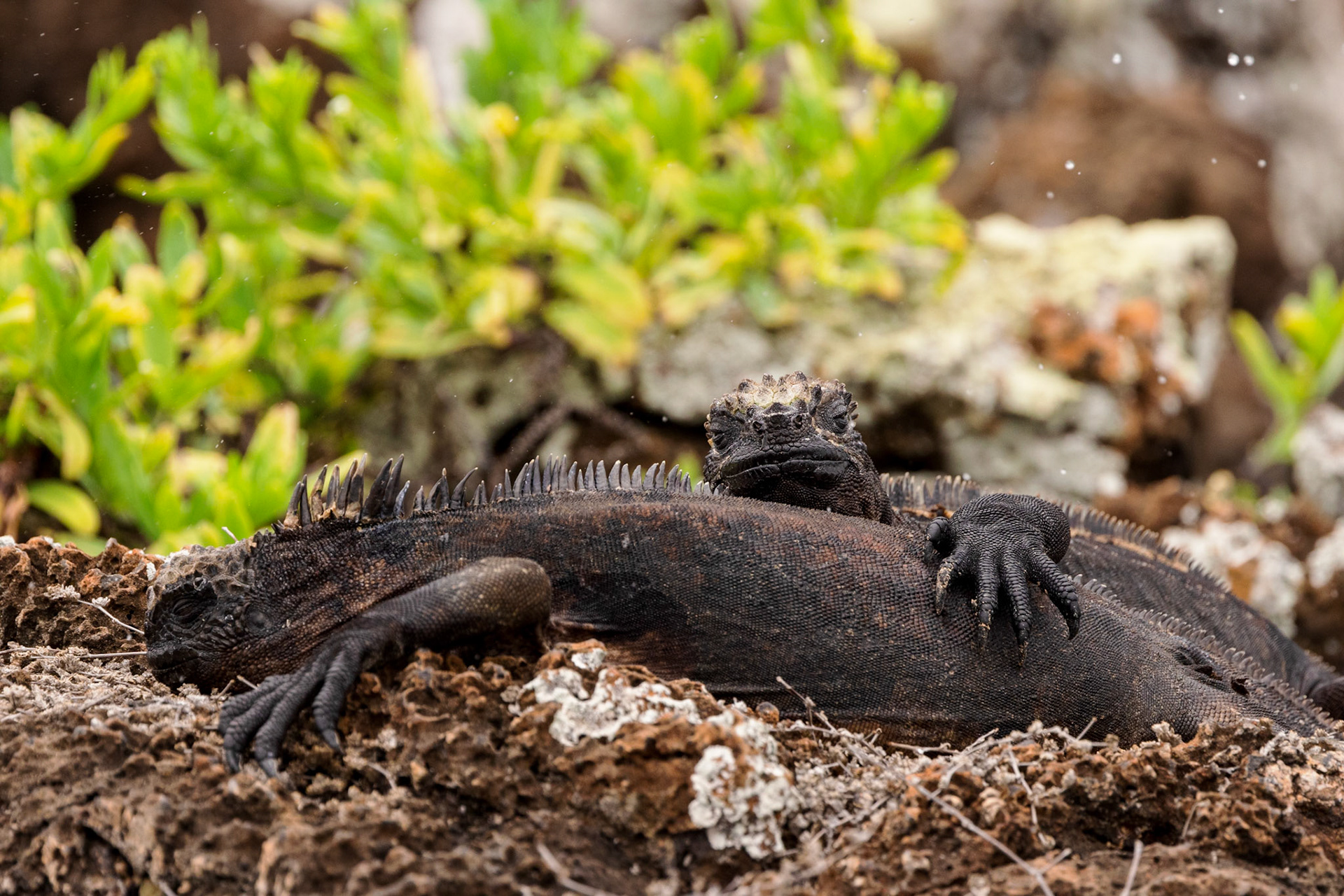 Marine Iguanas warming up together