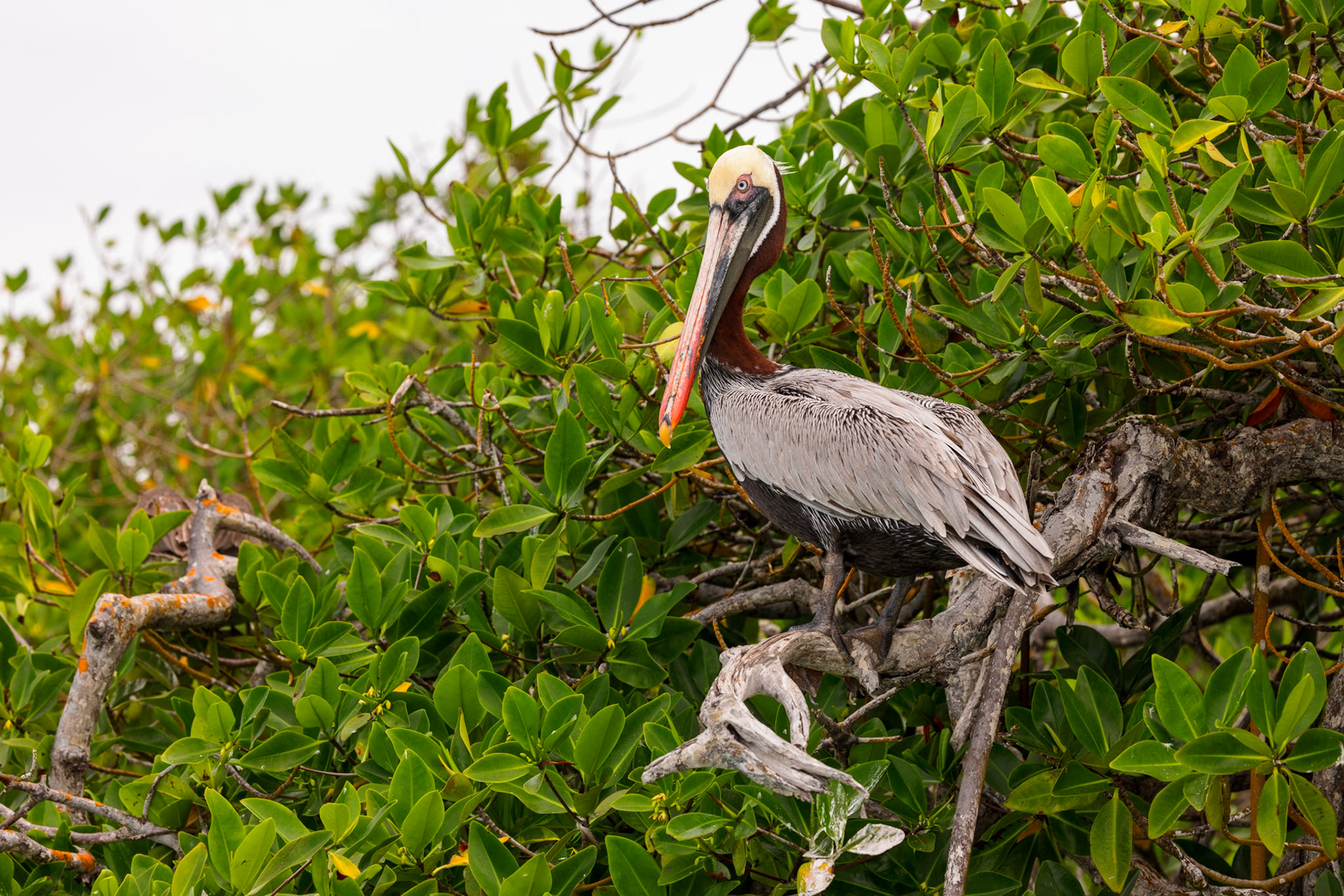 Brown Pelican