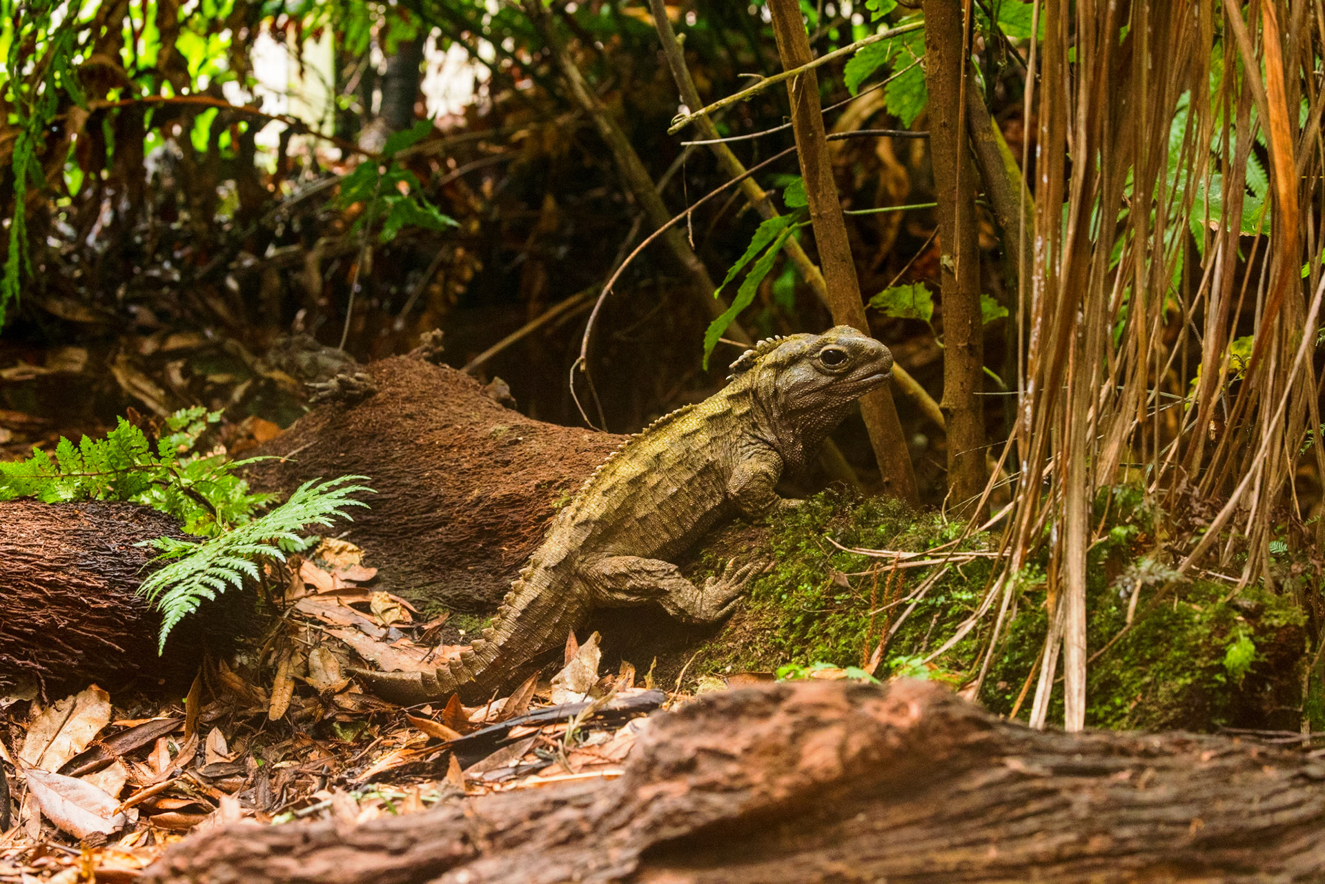 Tuatara