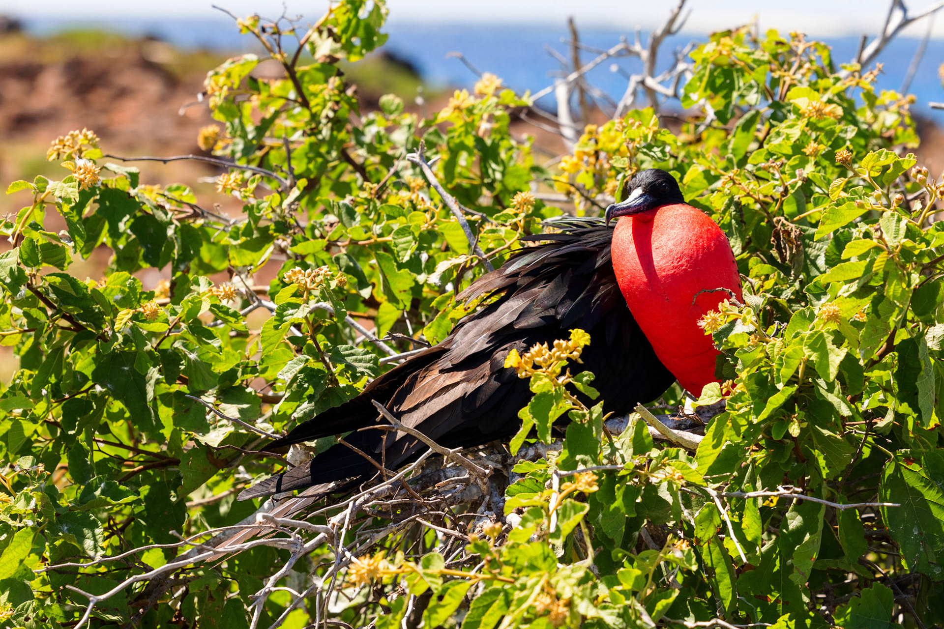 Great Frigatebird
