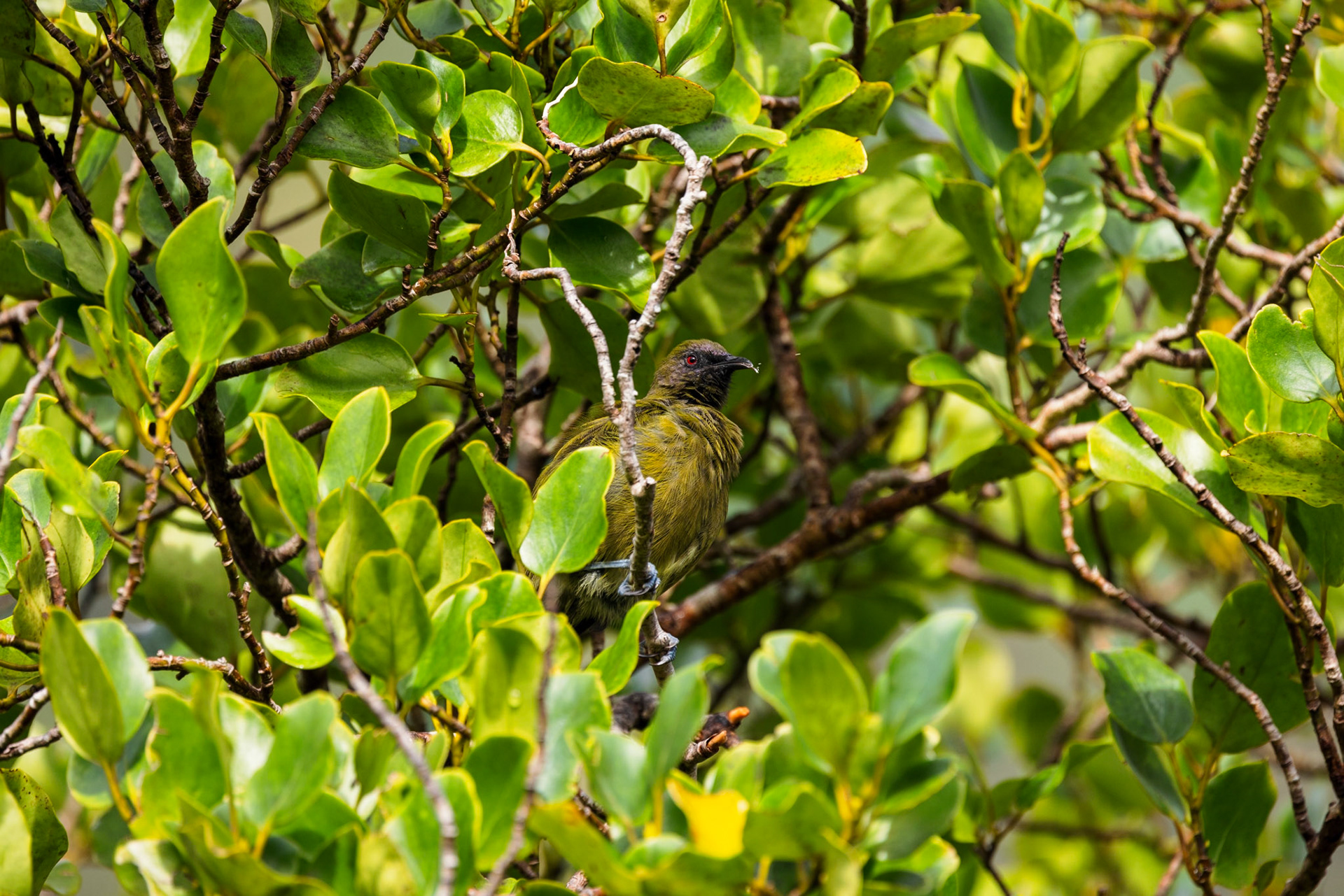 Bellbird