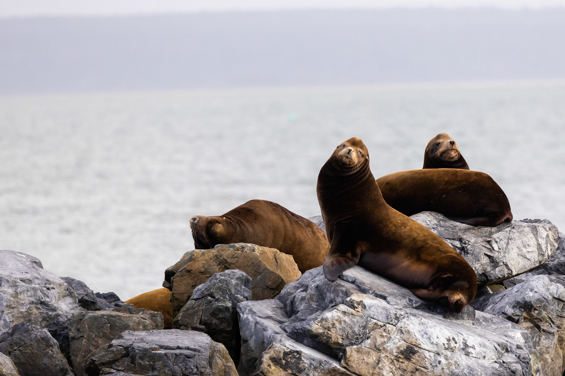 Sea lion sunning off the east coast of Vancouver Island