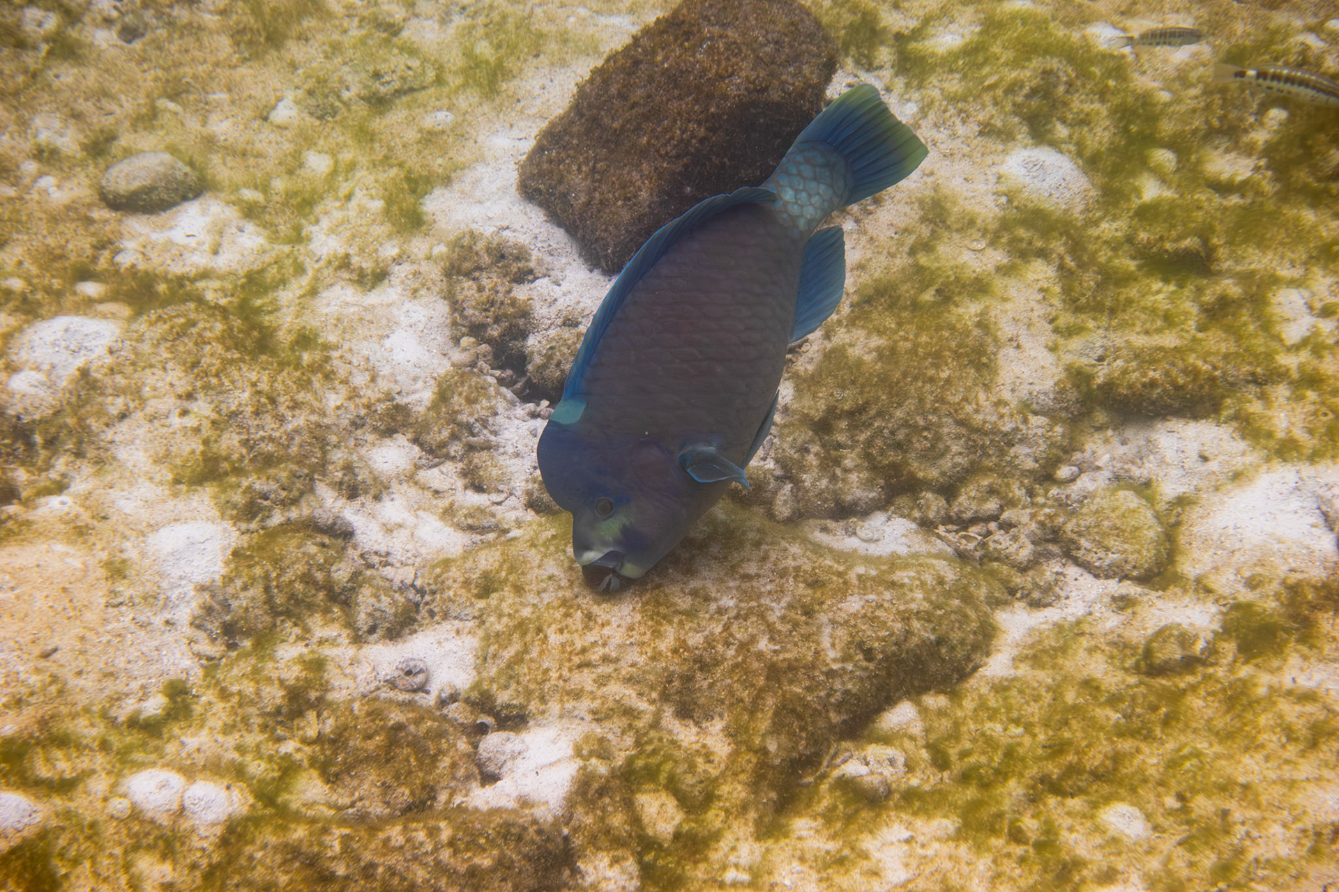 Bumphead Parrotfish