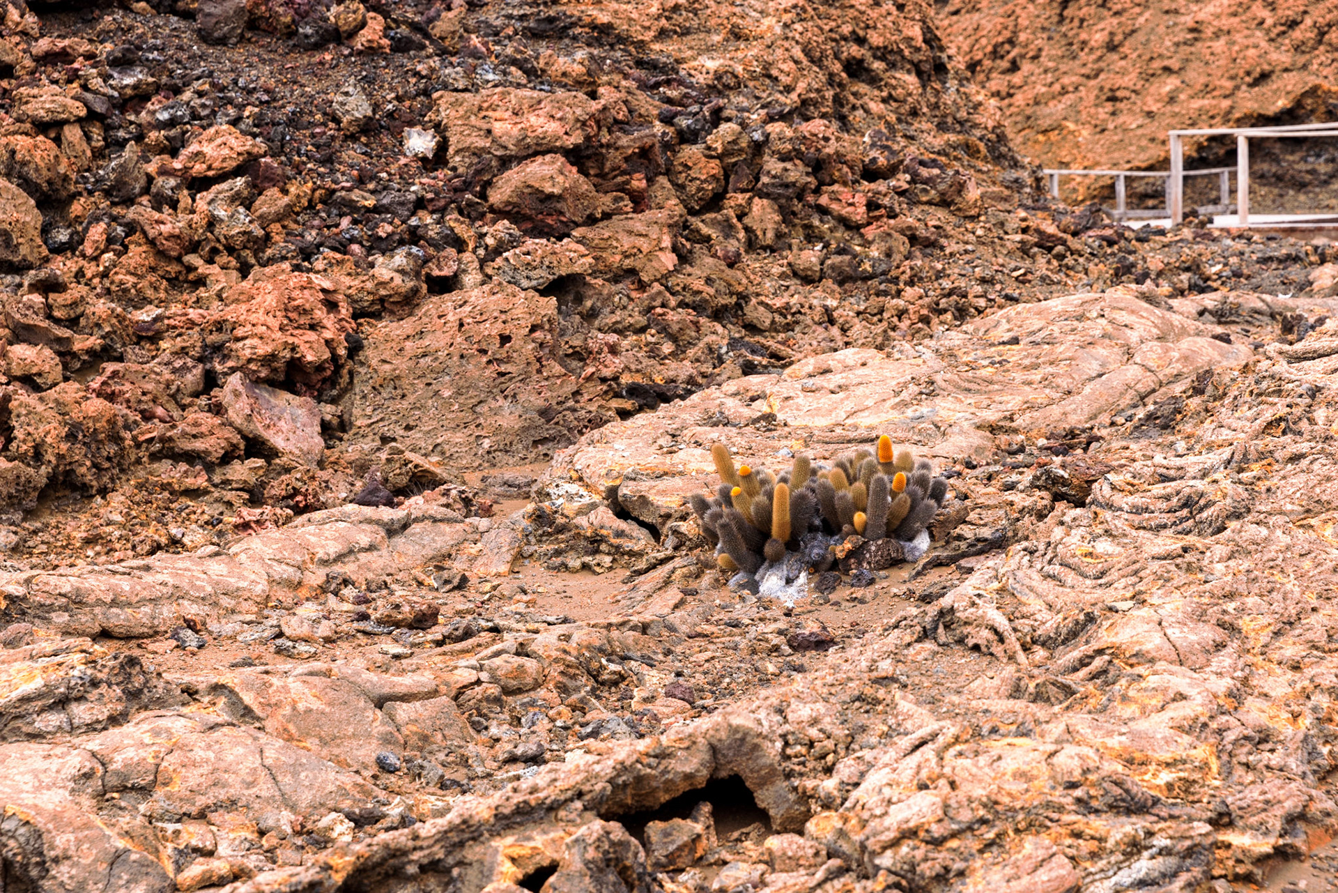 Lava Cactus