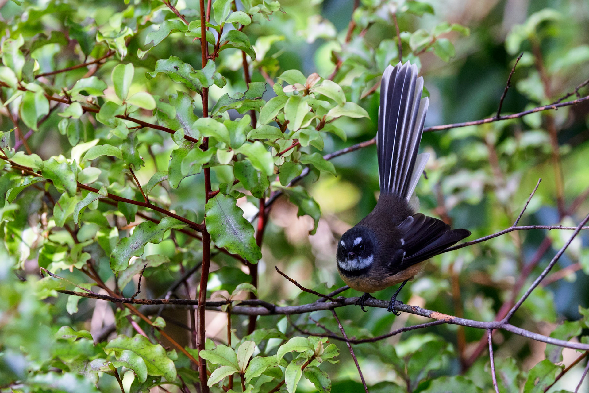 New Zealand Fantail