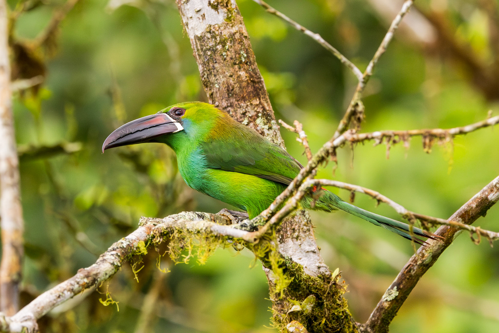 Crimson-rumped Toucanet