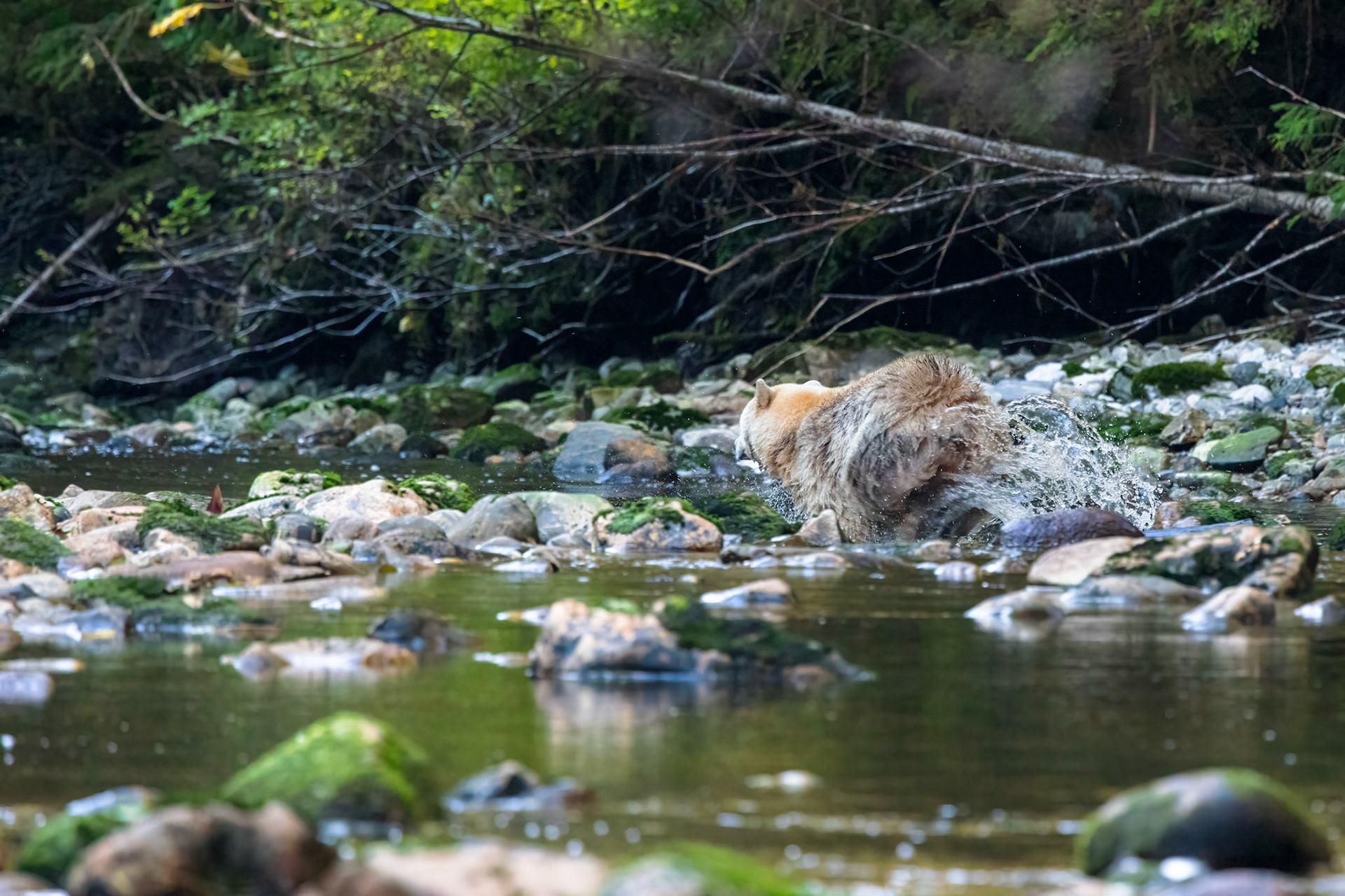 Salmon spotted