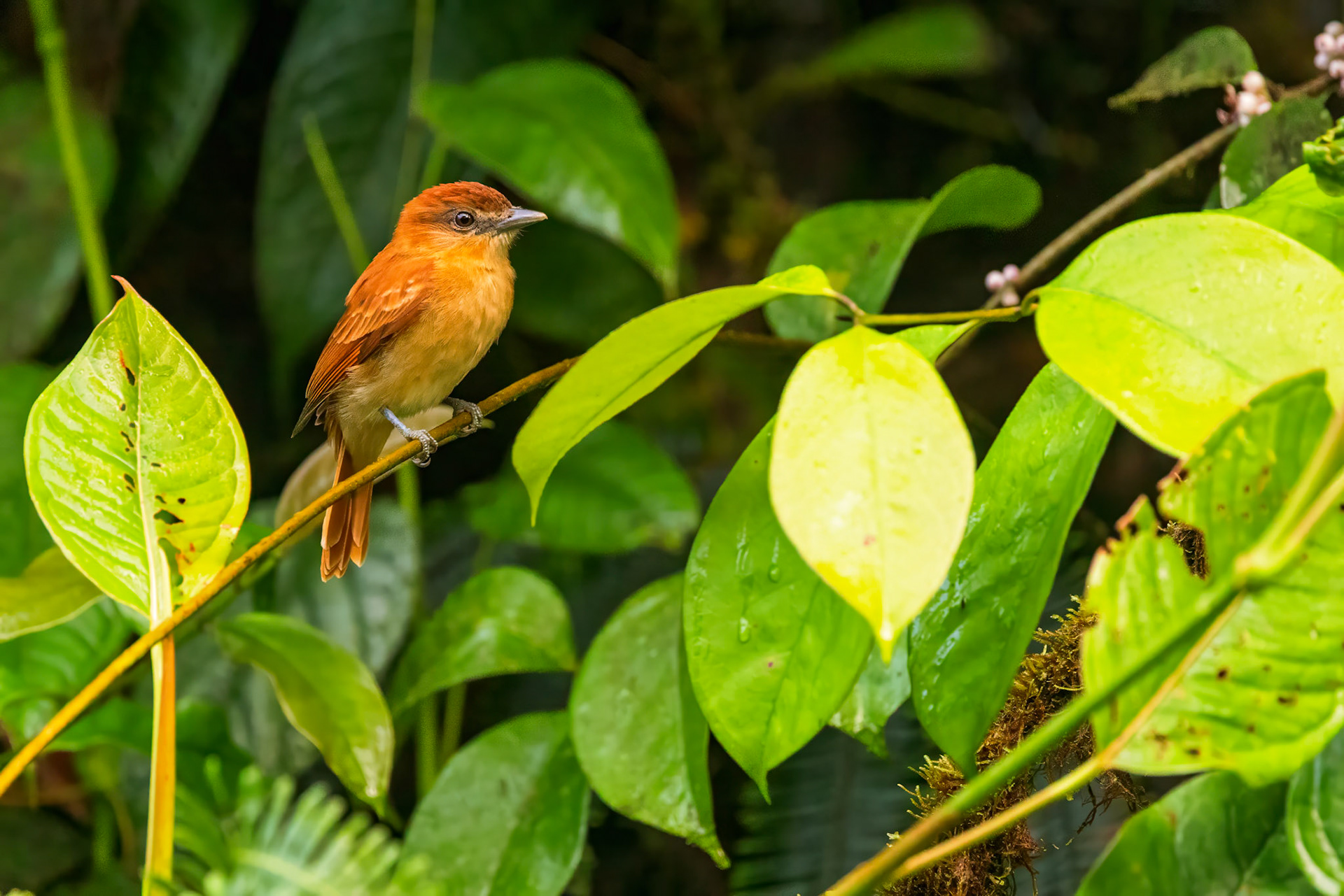 Cinnamon Becard