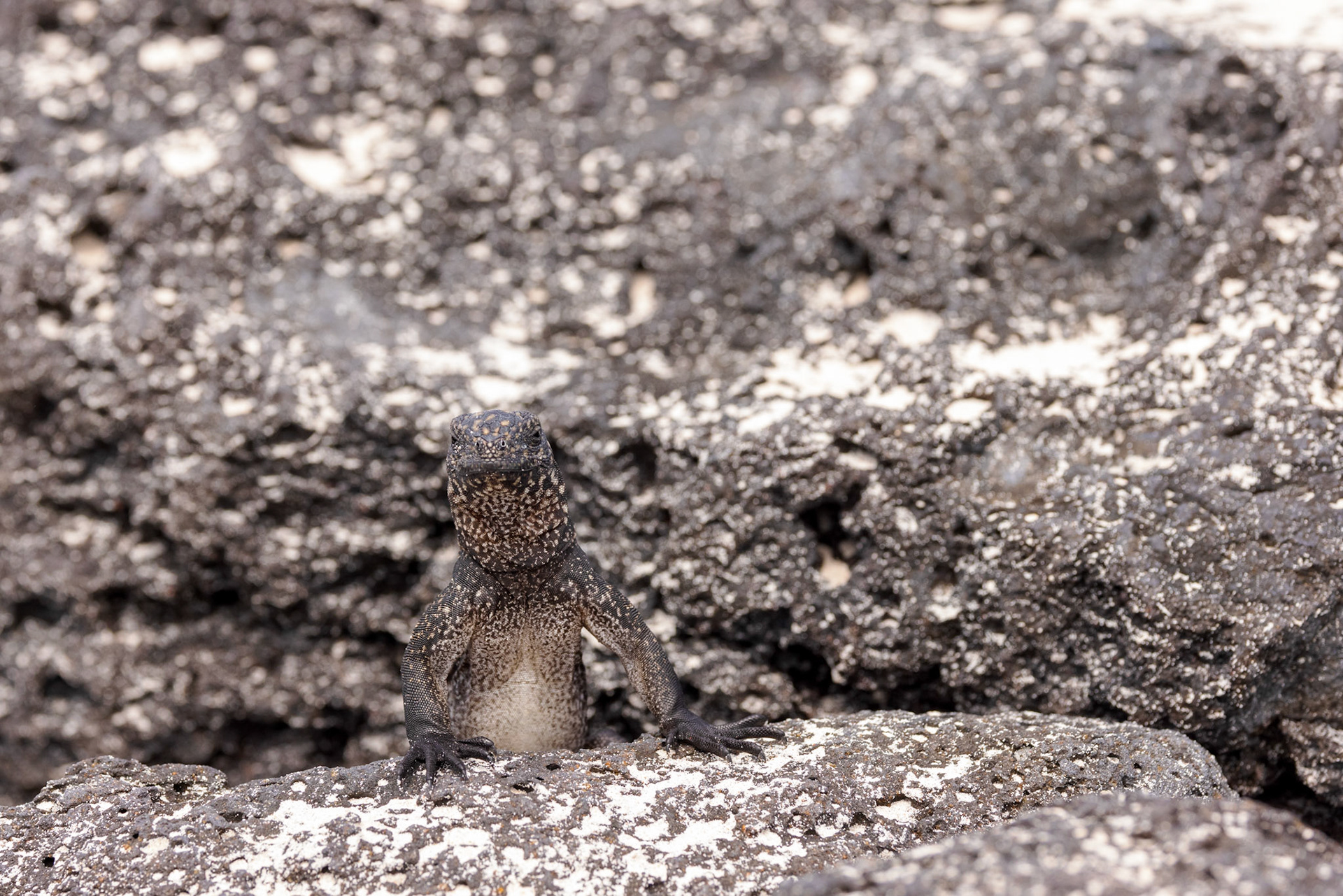 Lava Lizard (M)