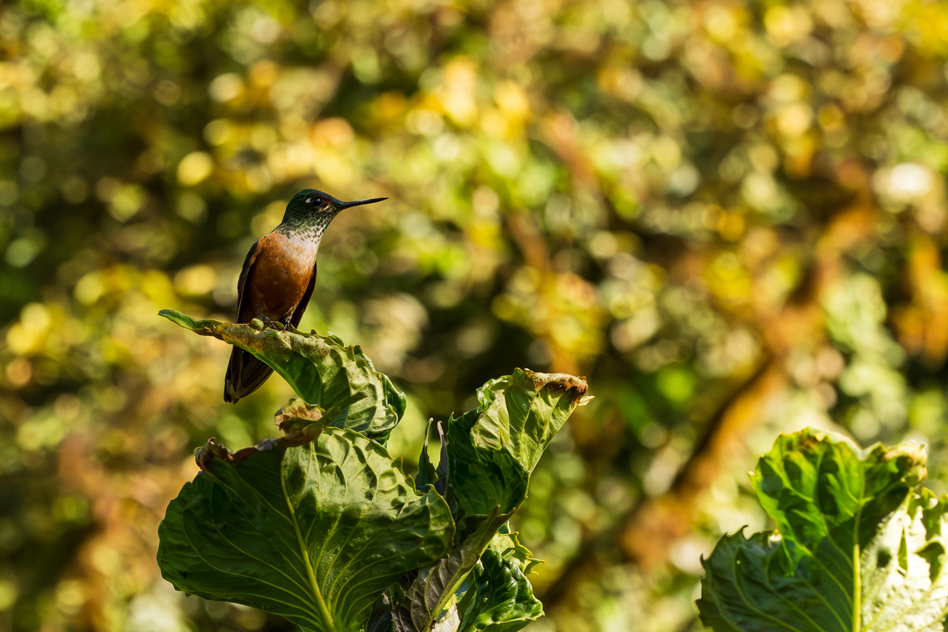 Violet-tailed Sylph (F)