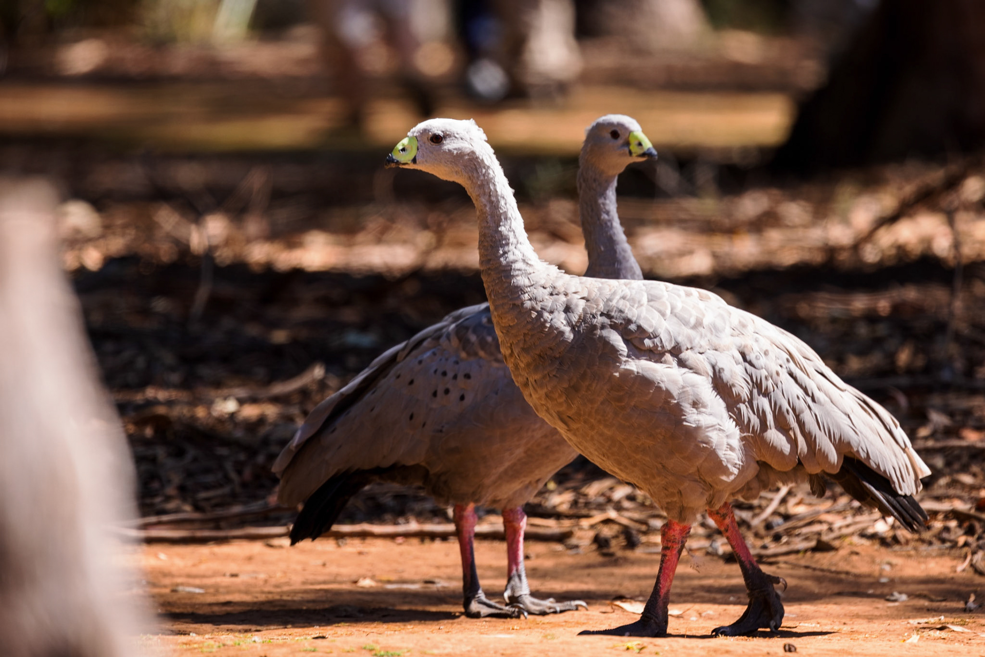 Cape Barren Goose