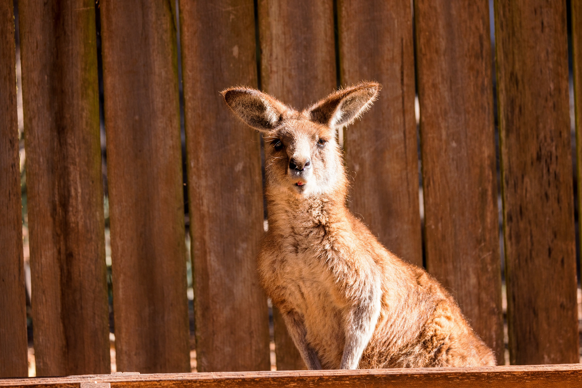 Kangaroo