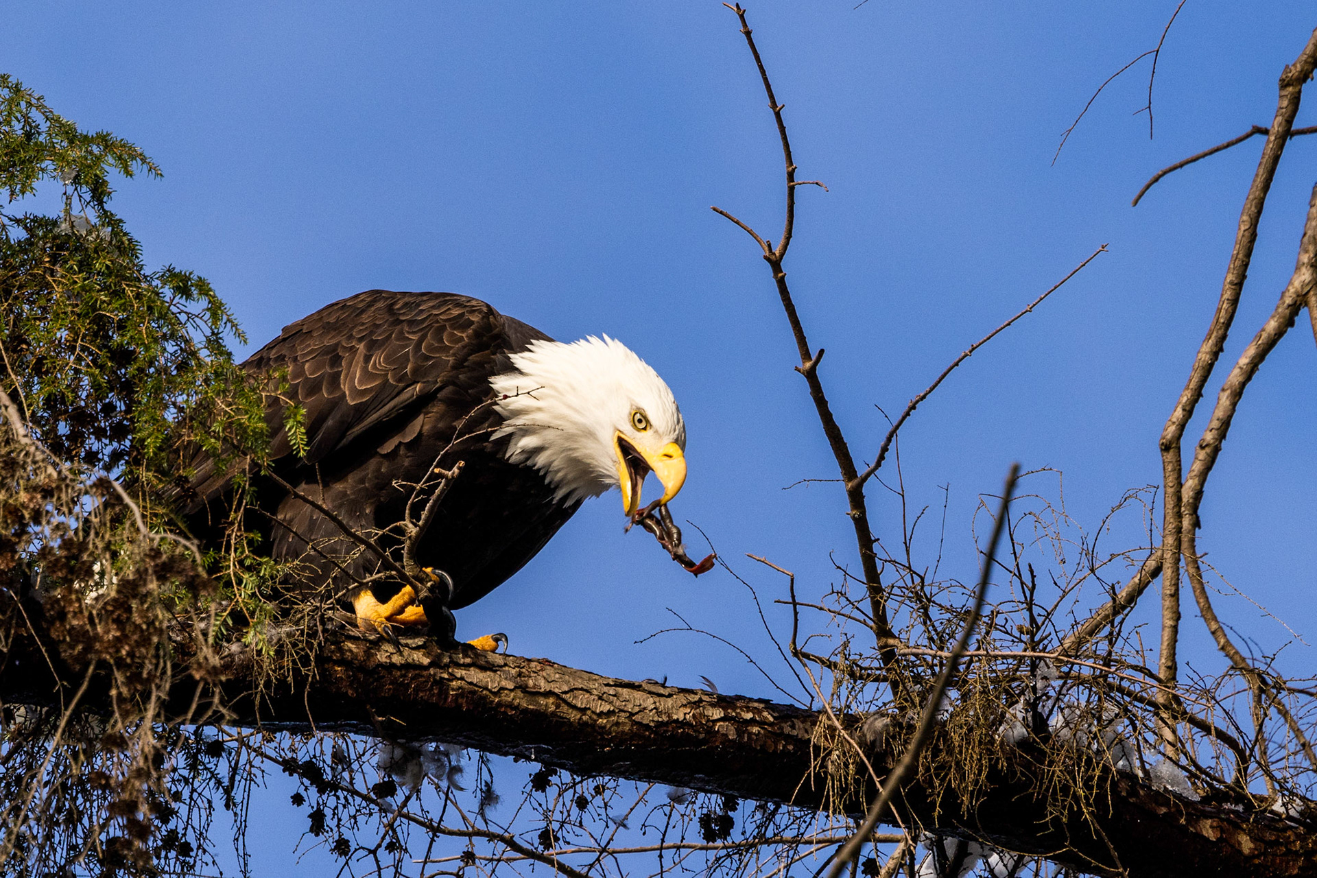 Adult Bald Eagle with miscellaneous viscera