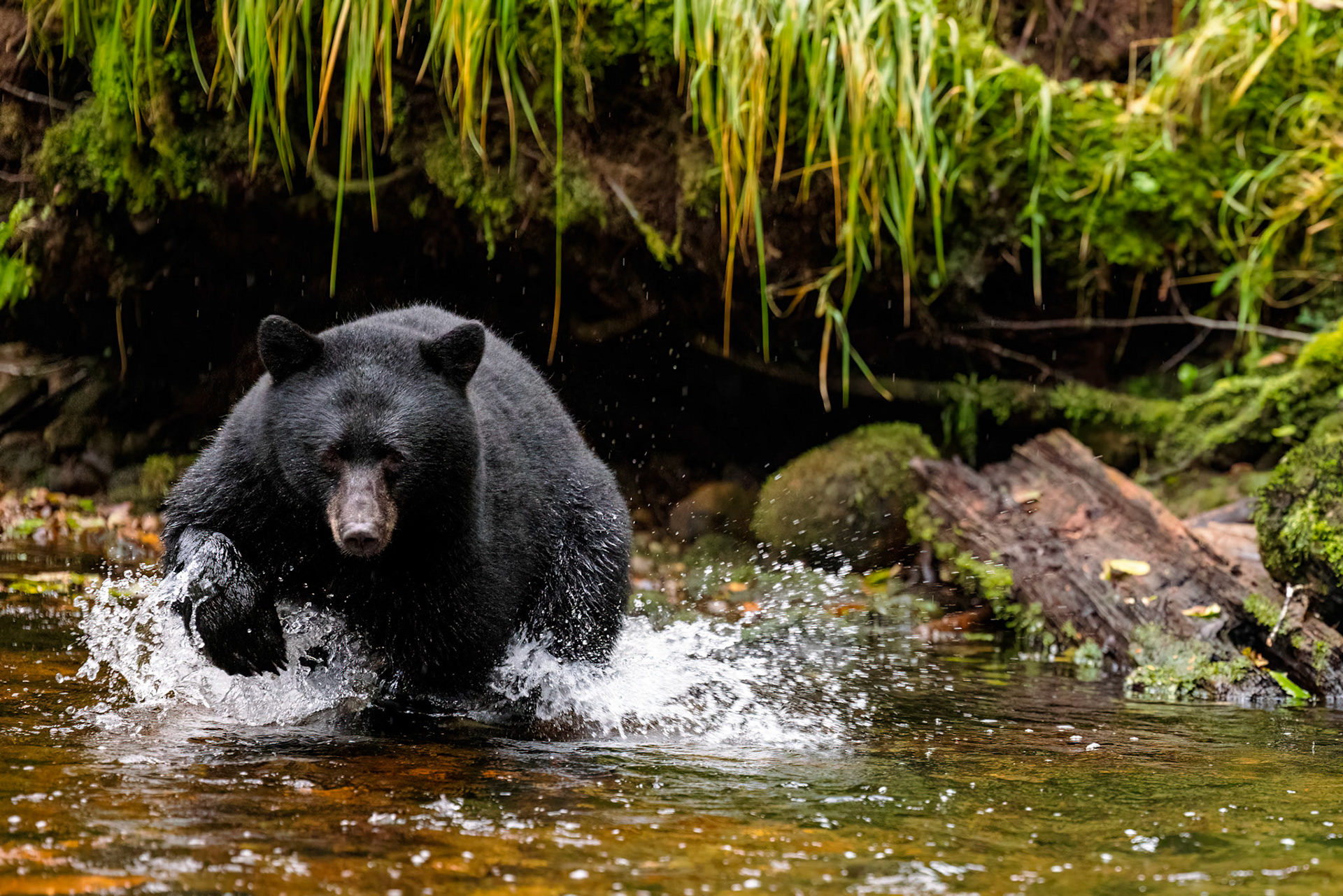 Frantically chasing a salmon