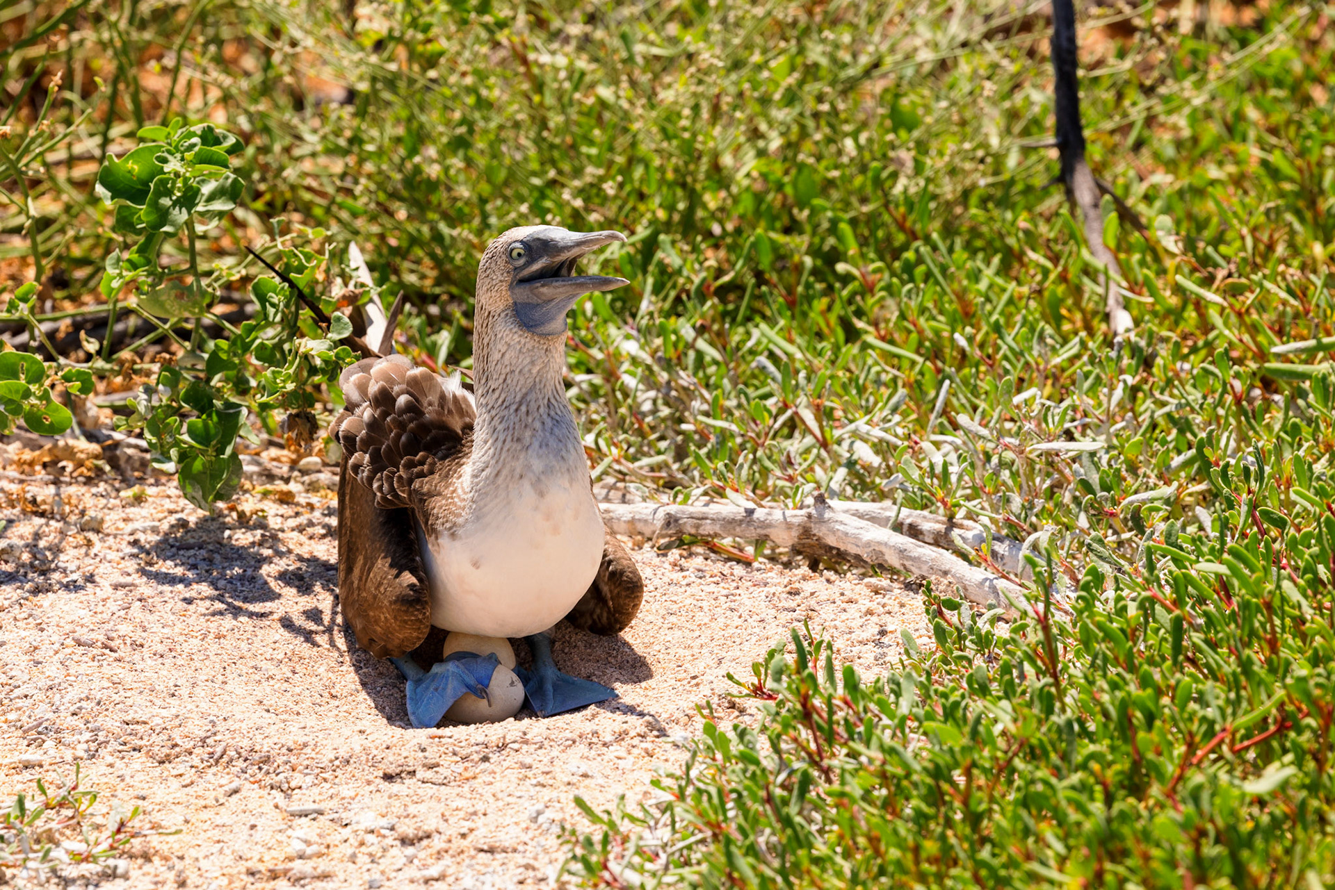 Blue-footed Booby with eggs
