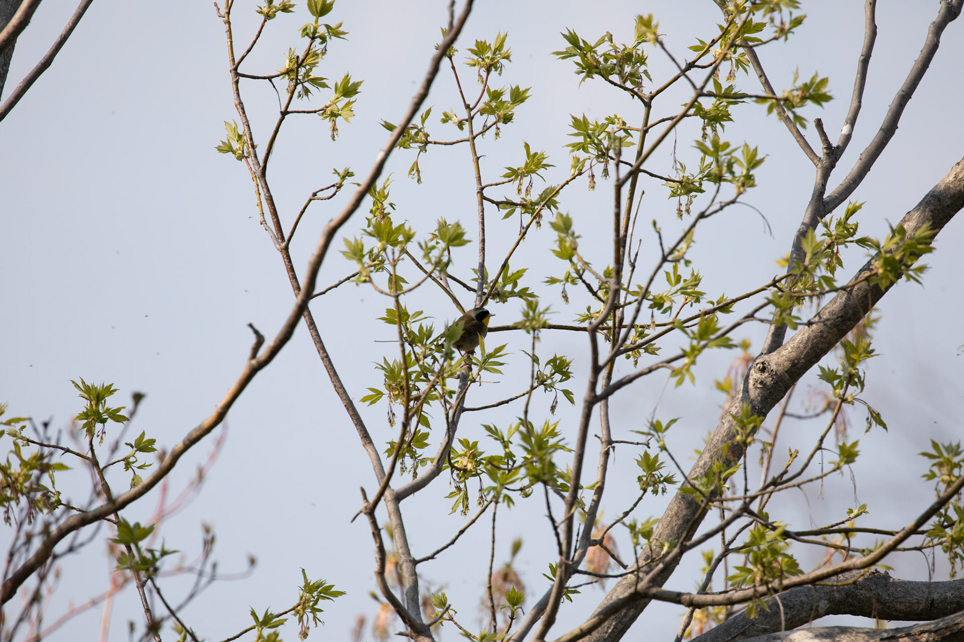 Common Yellowthroat Warbler (M)